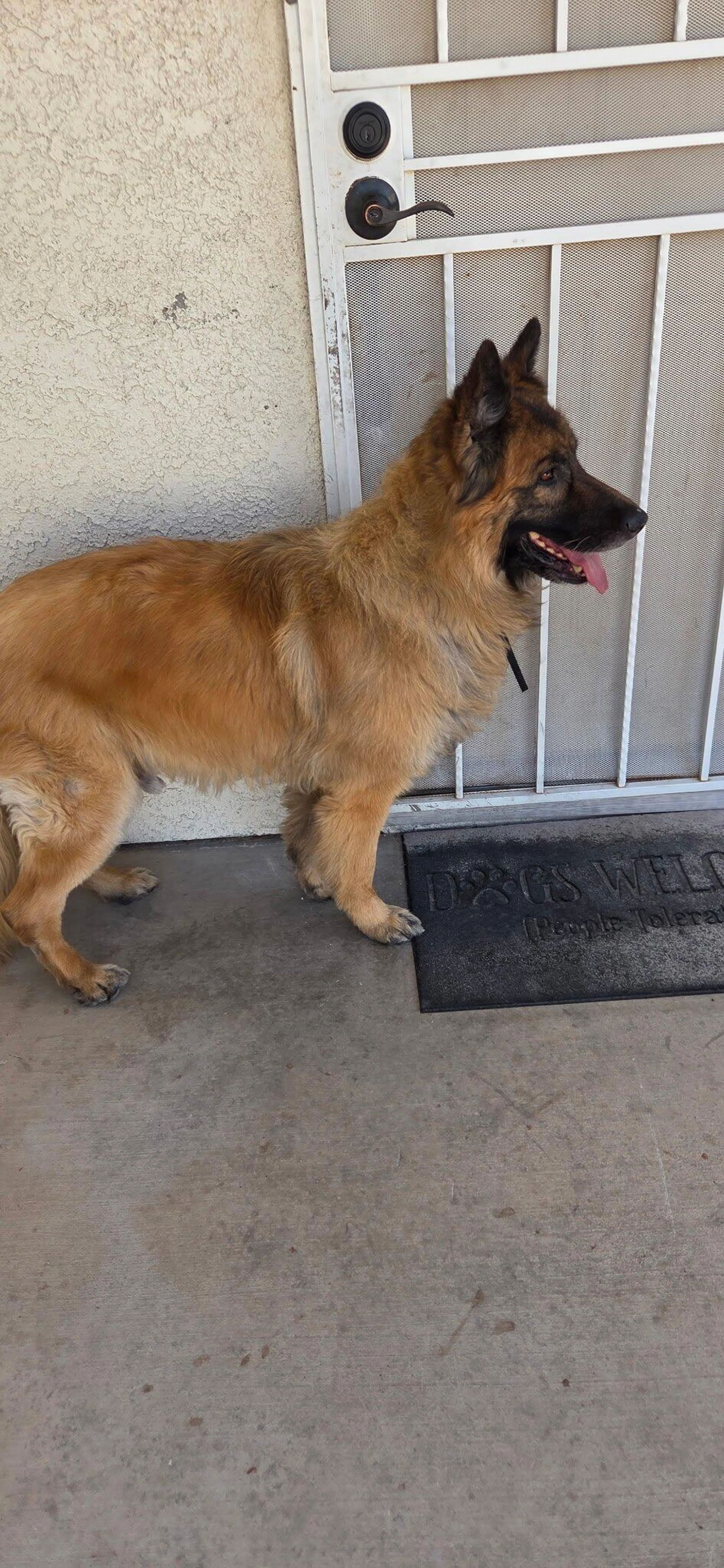 Found pet