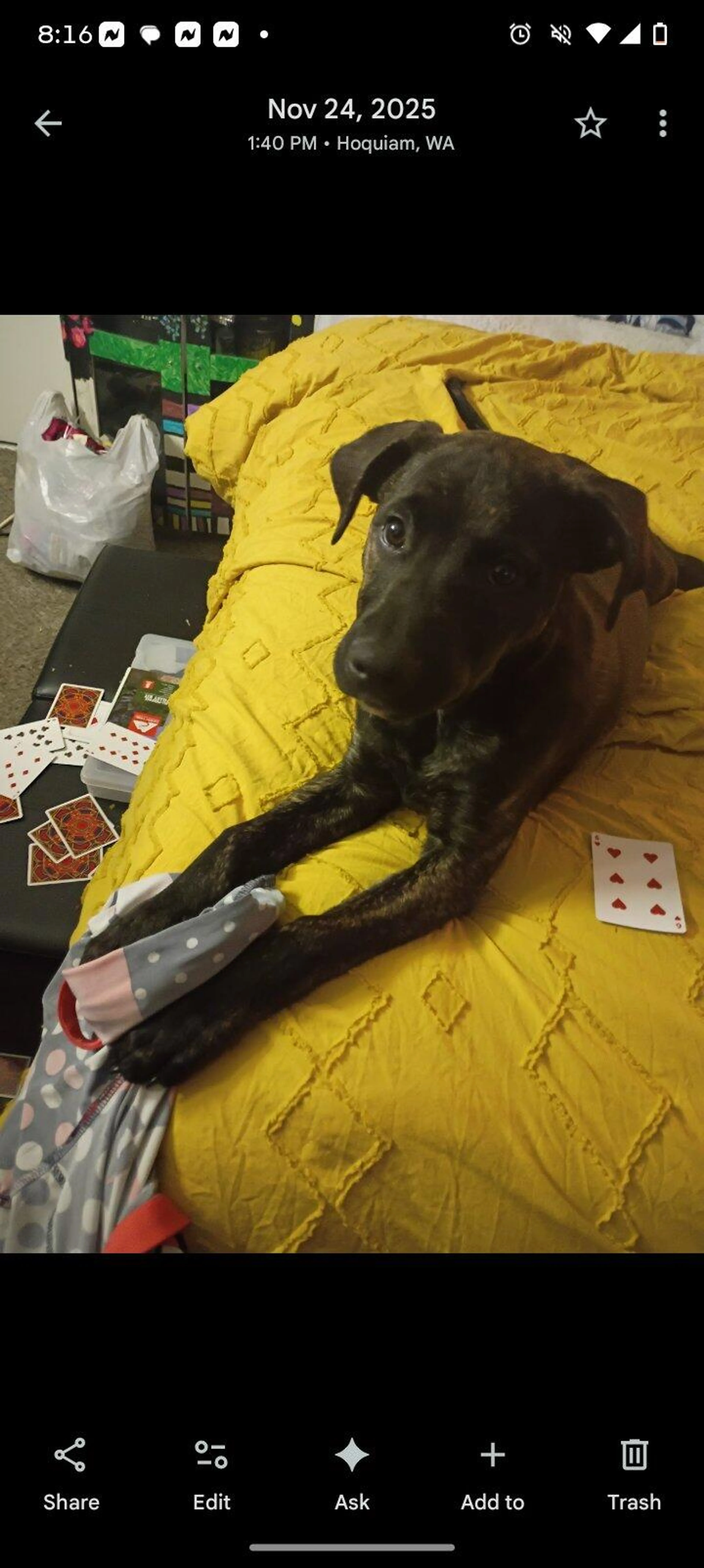Lost pet