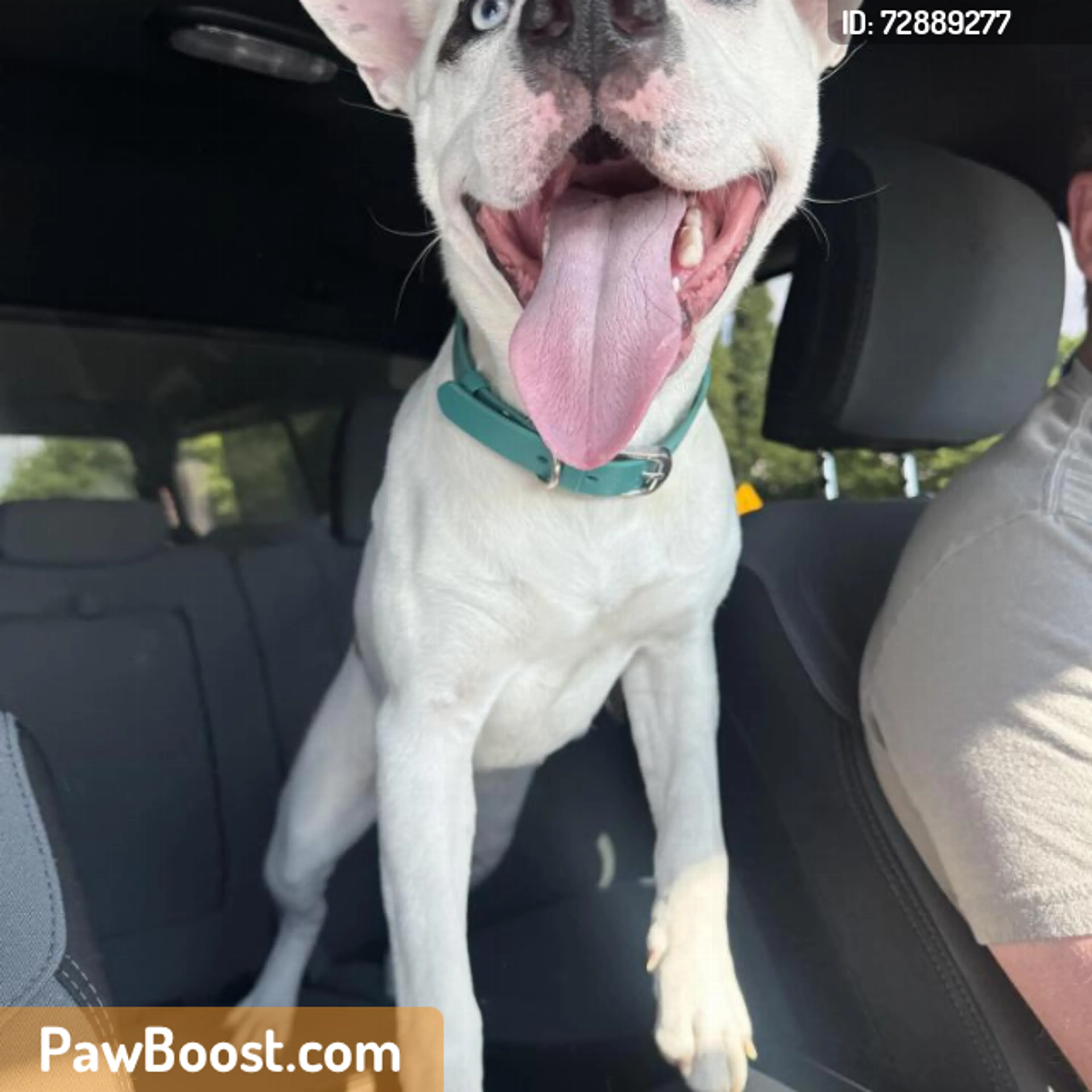 Found pet