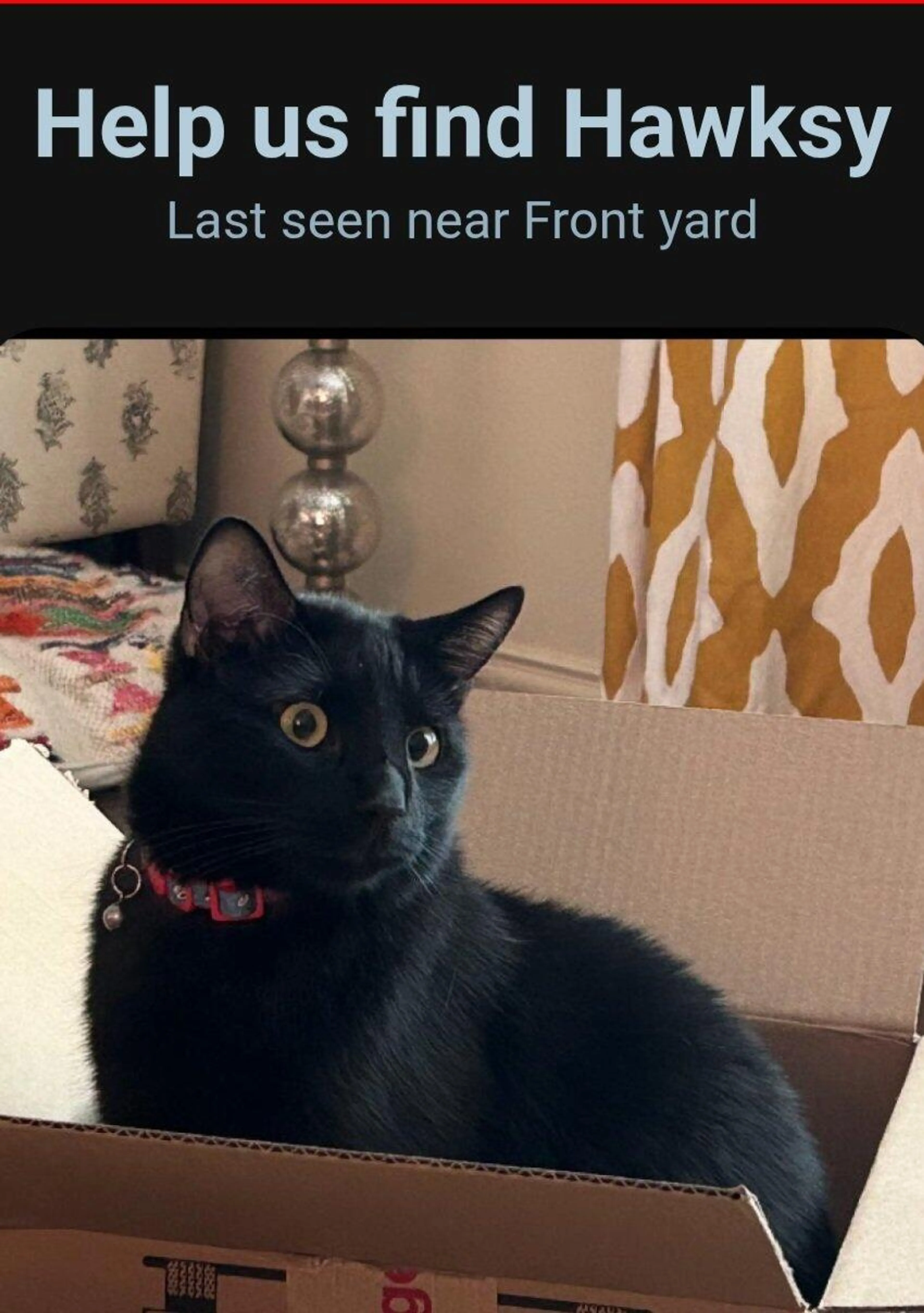 Lost pet