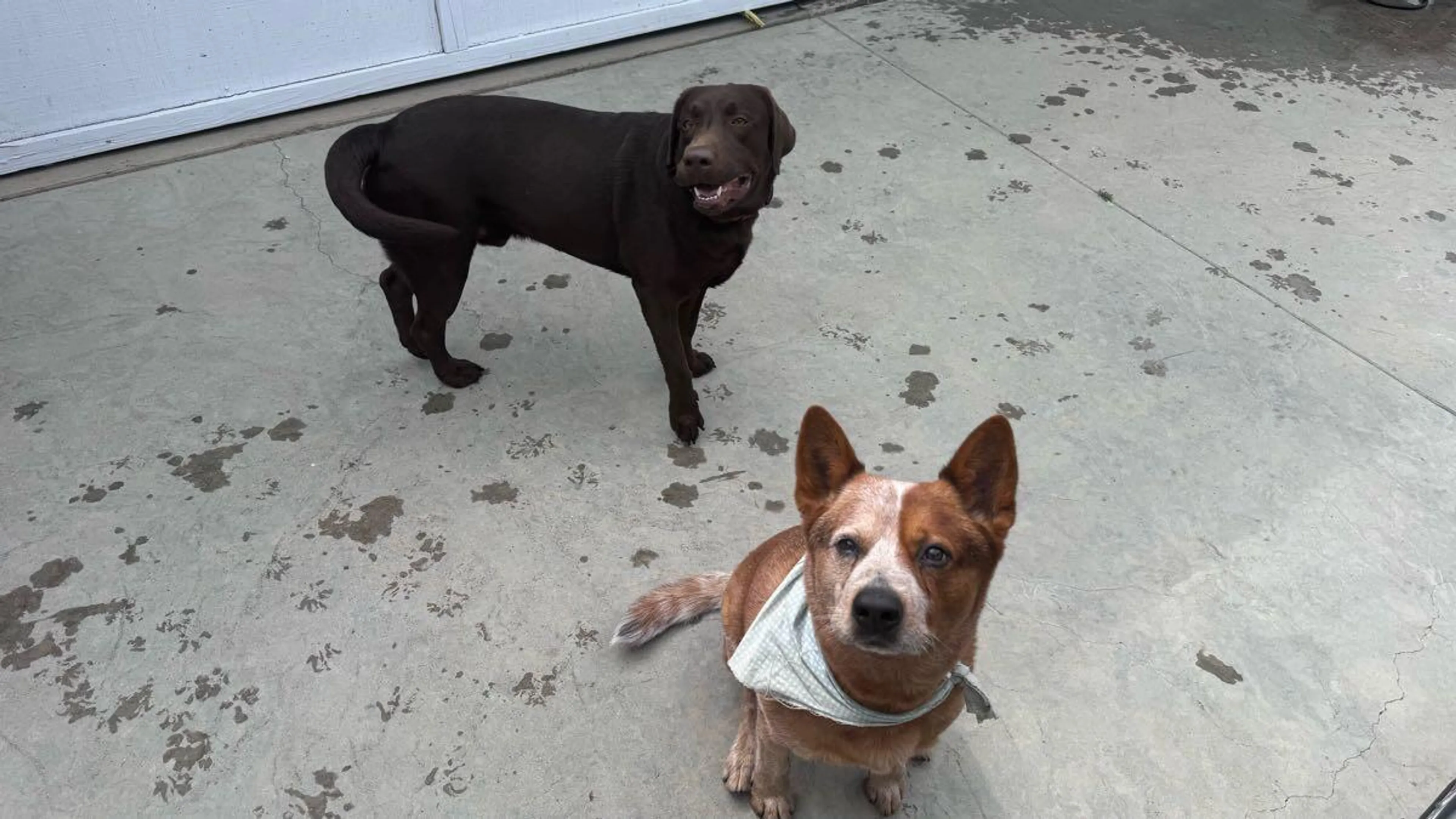Found pet