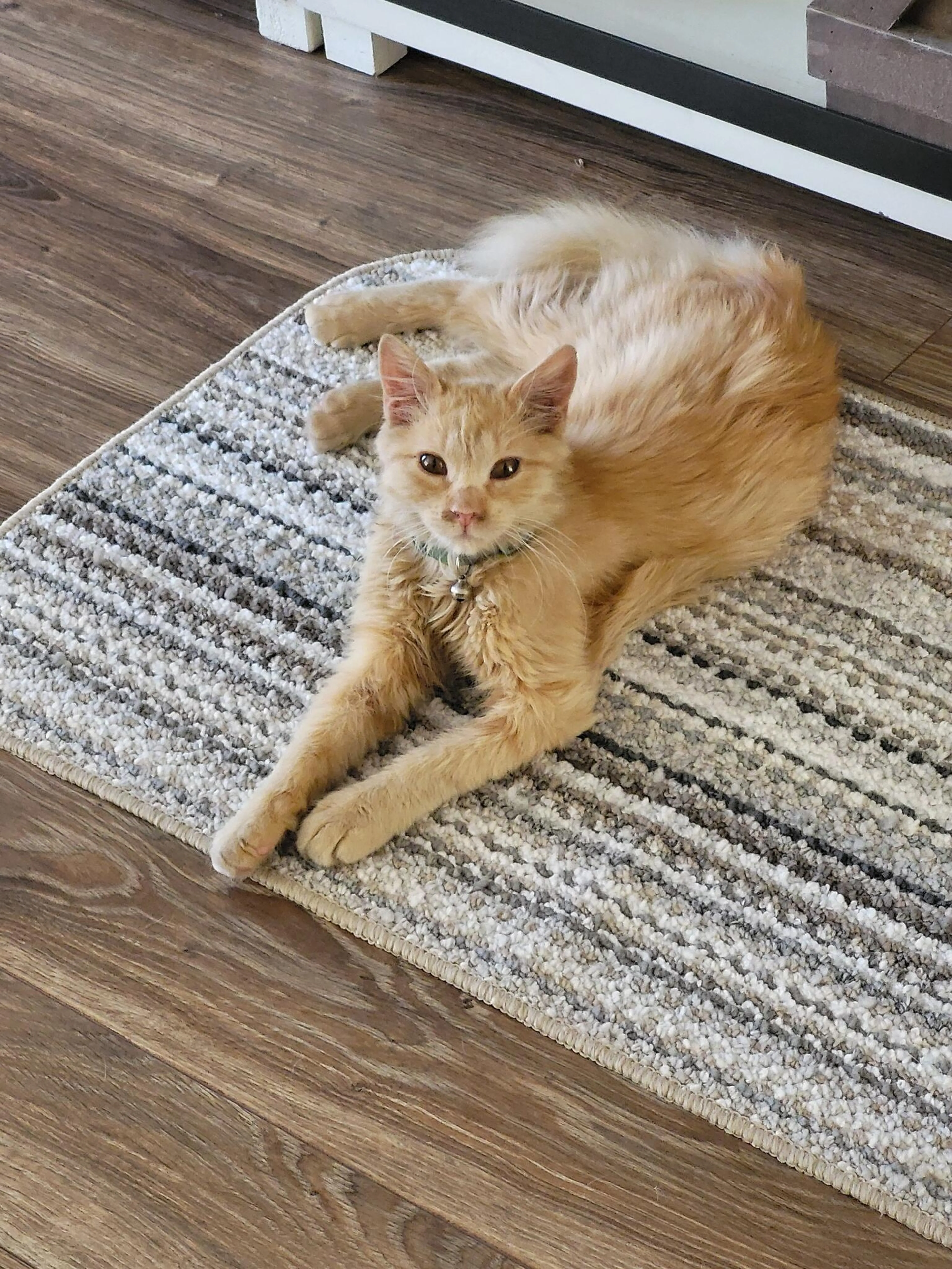 Found pet