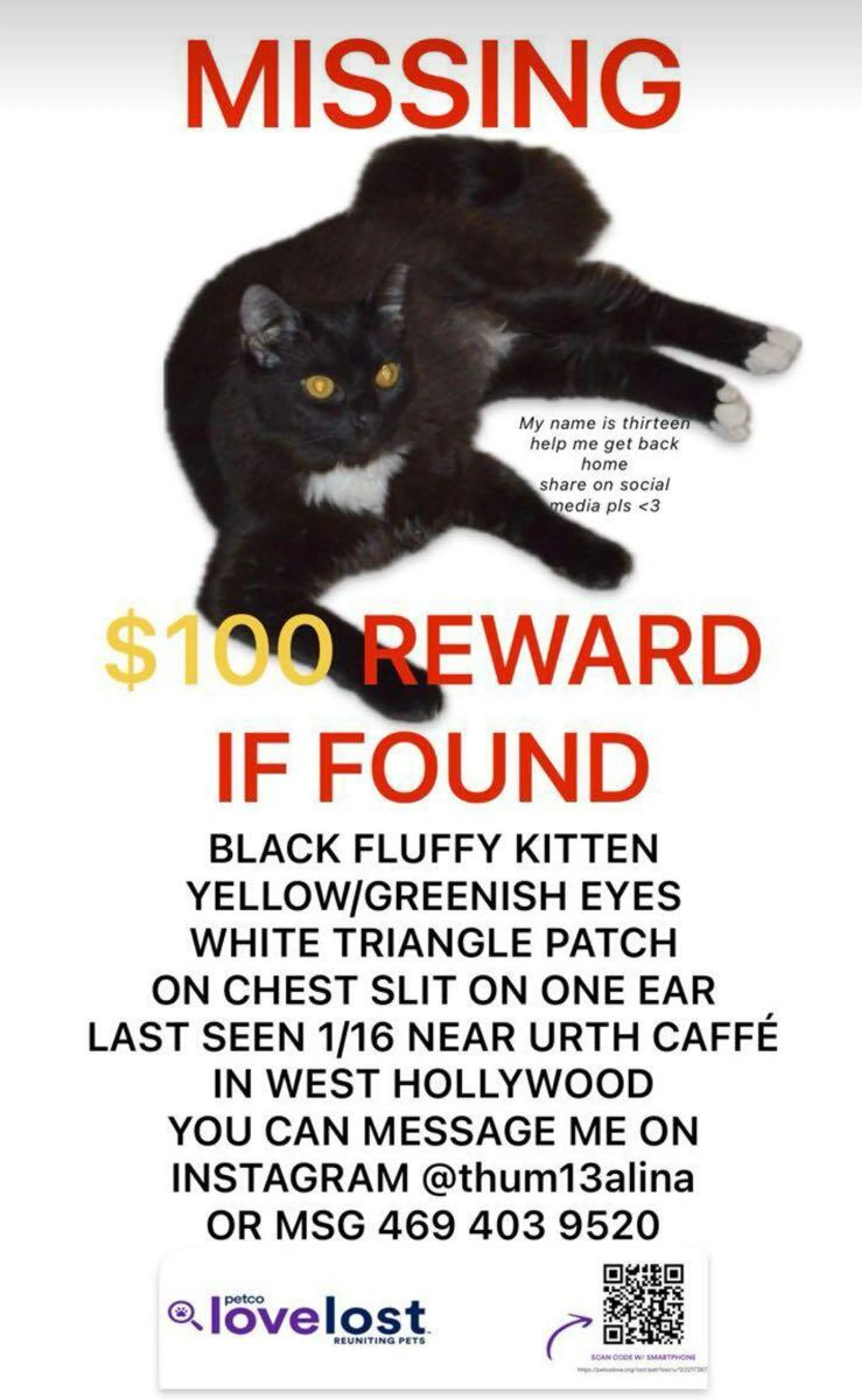 Lost pet