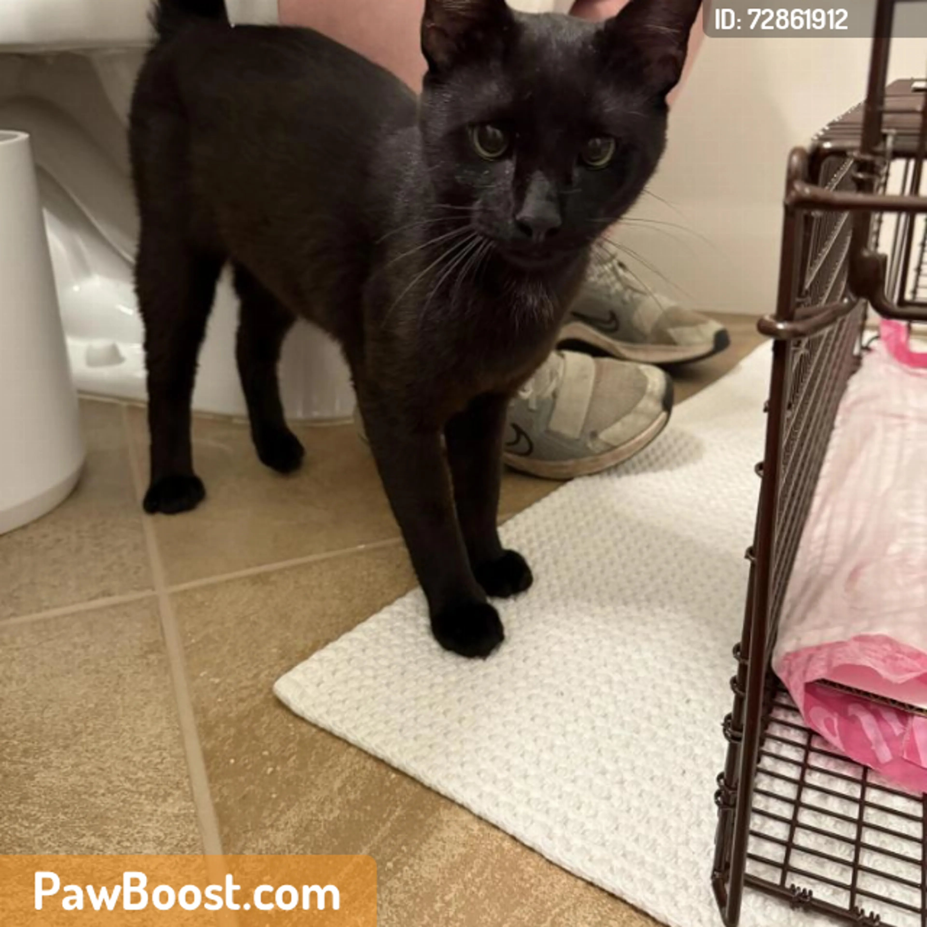Found pet