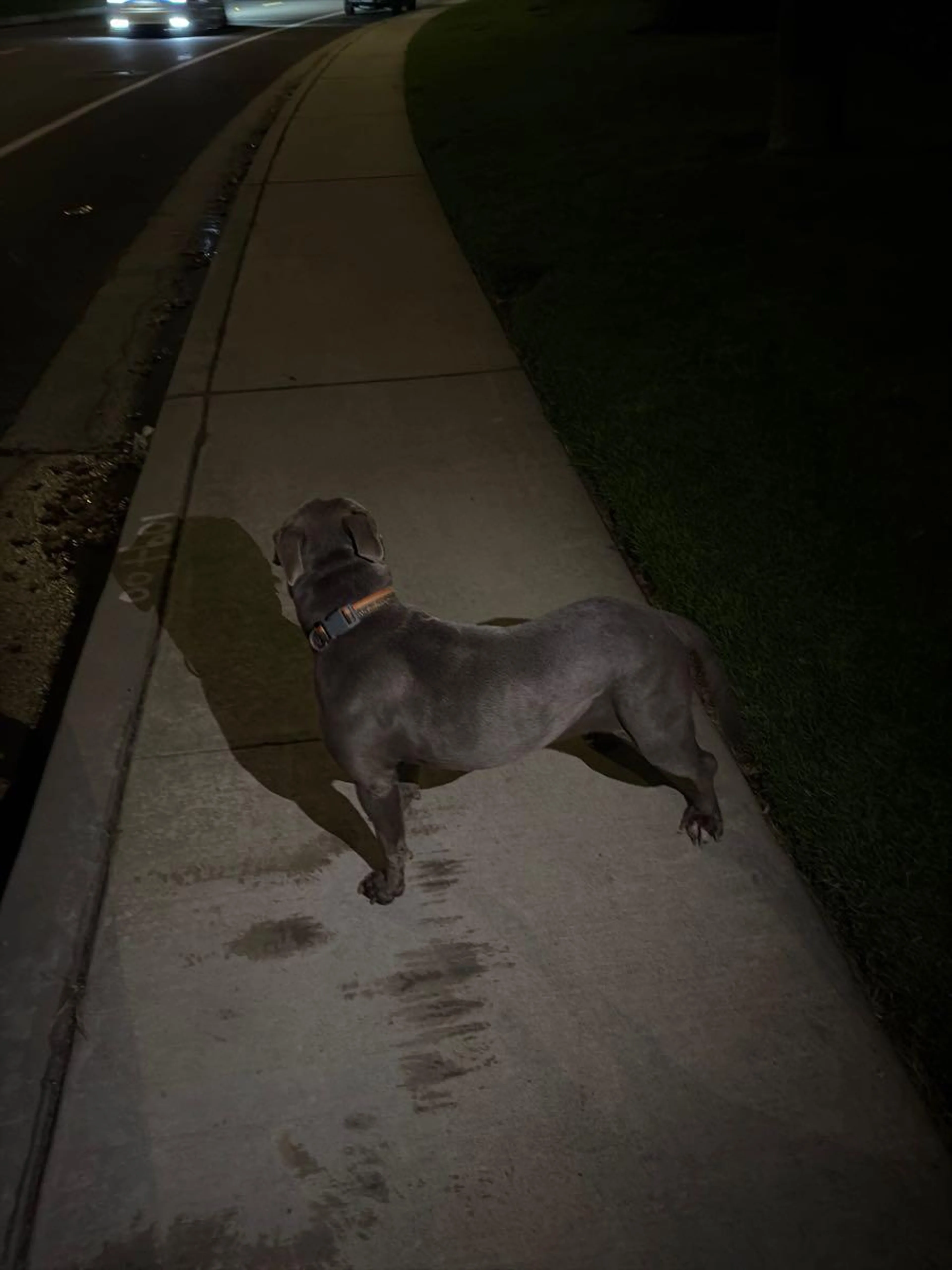 Found pet