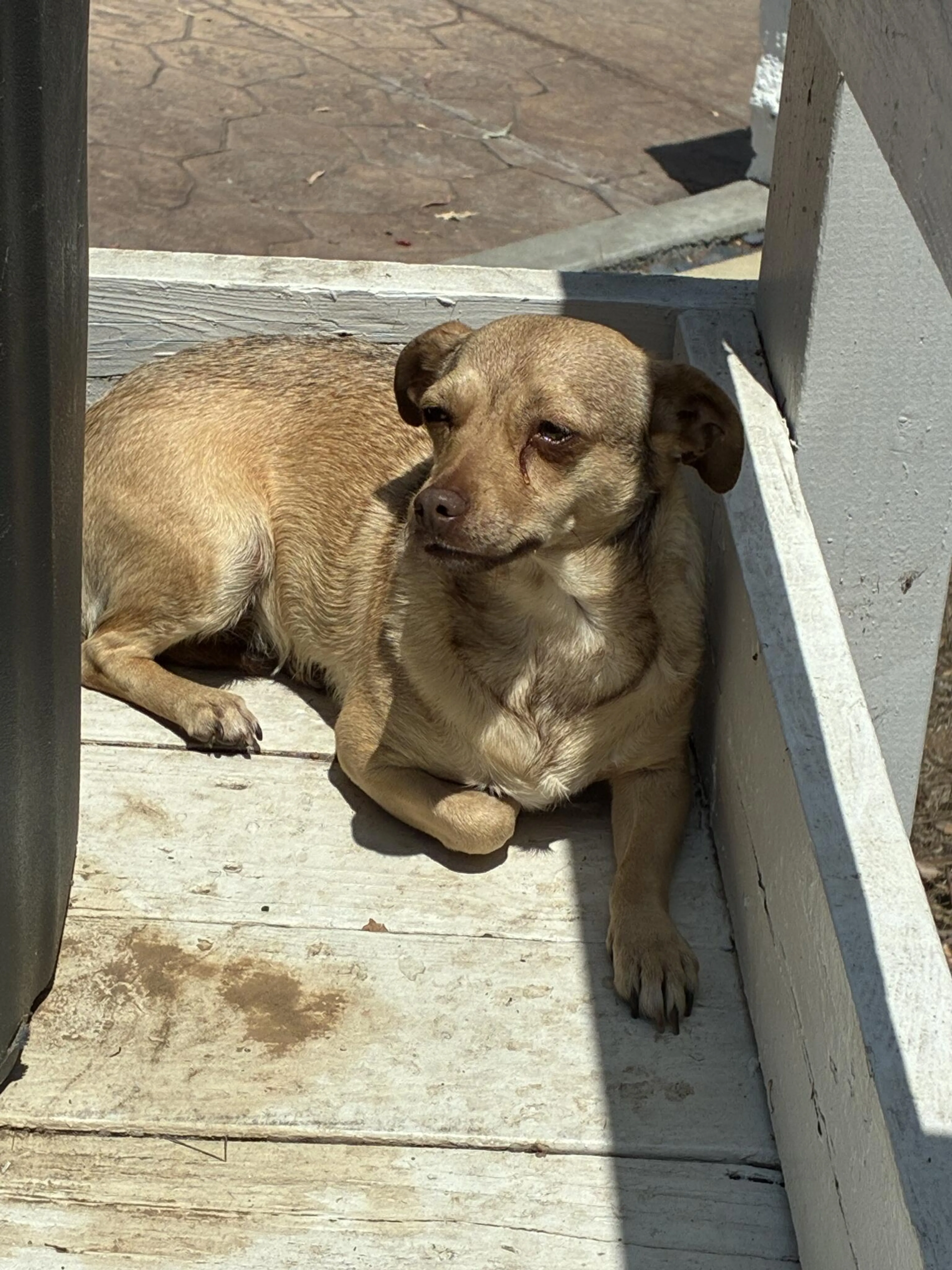 Found pet