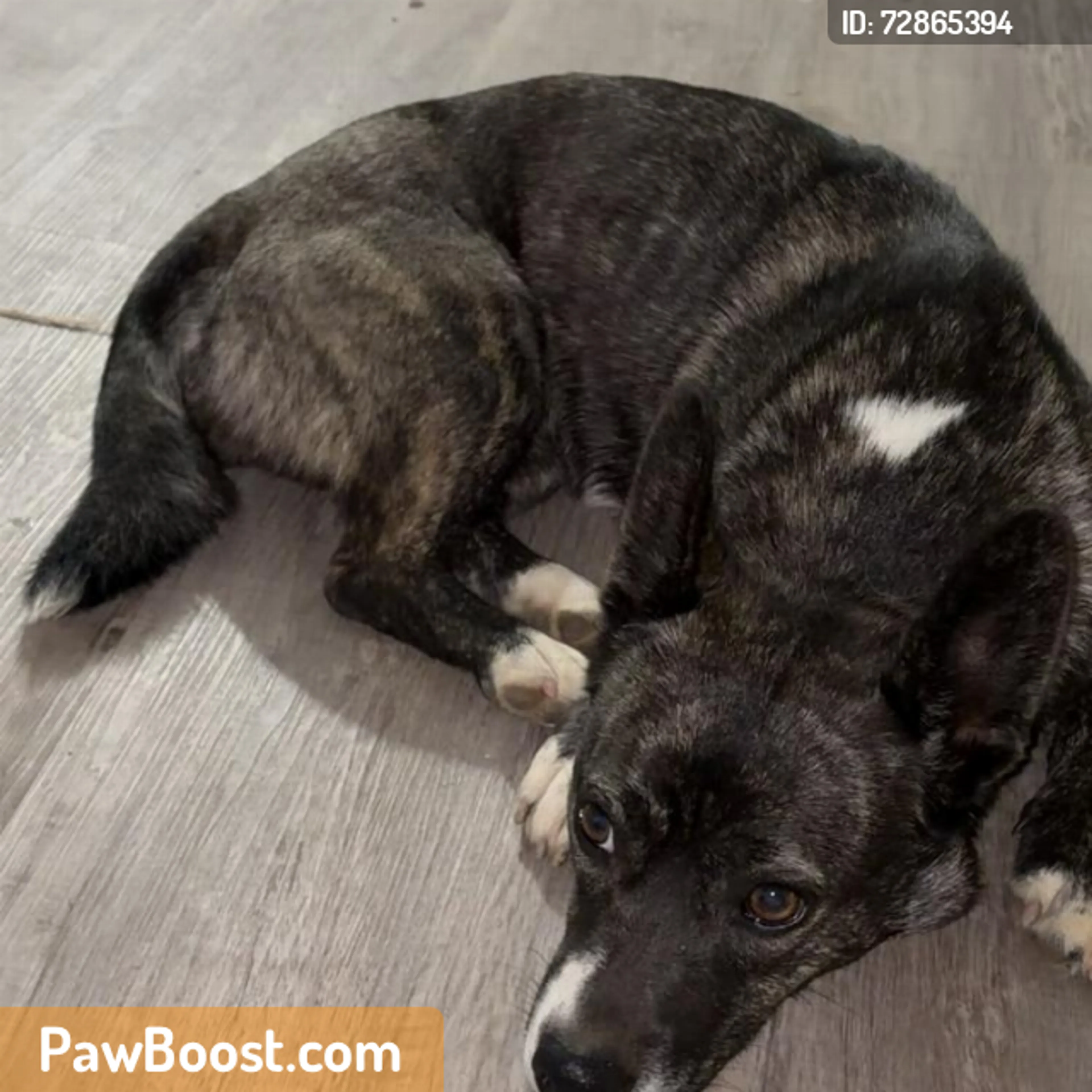 Found pet