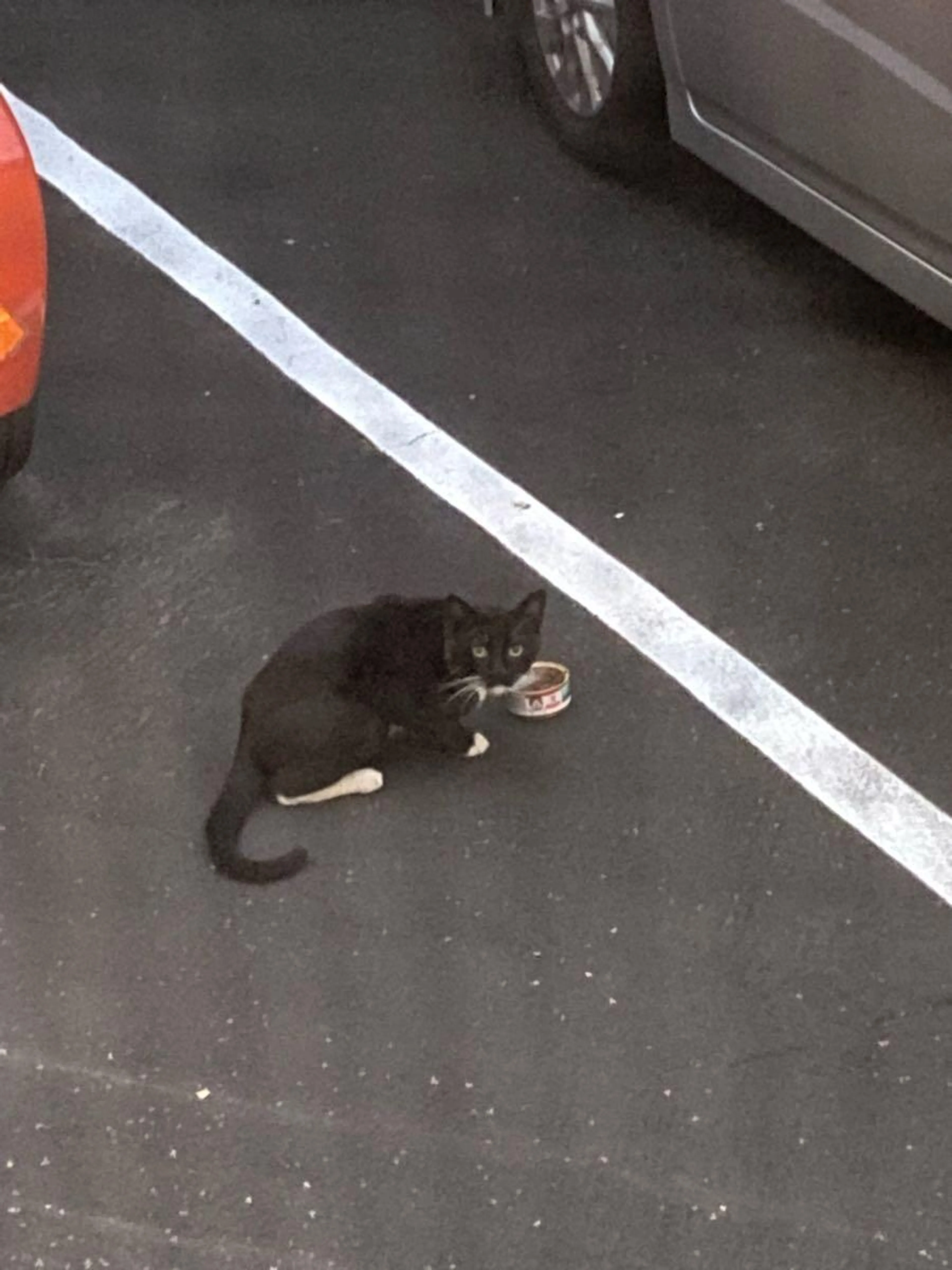 Found pet