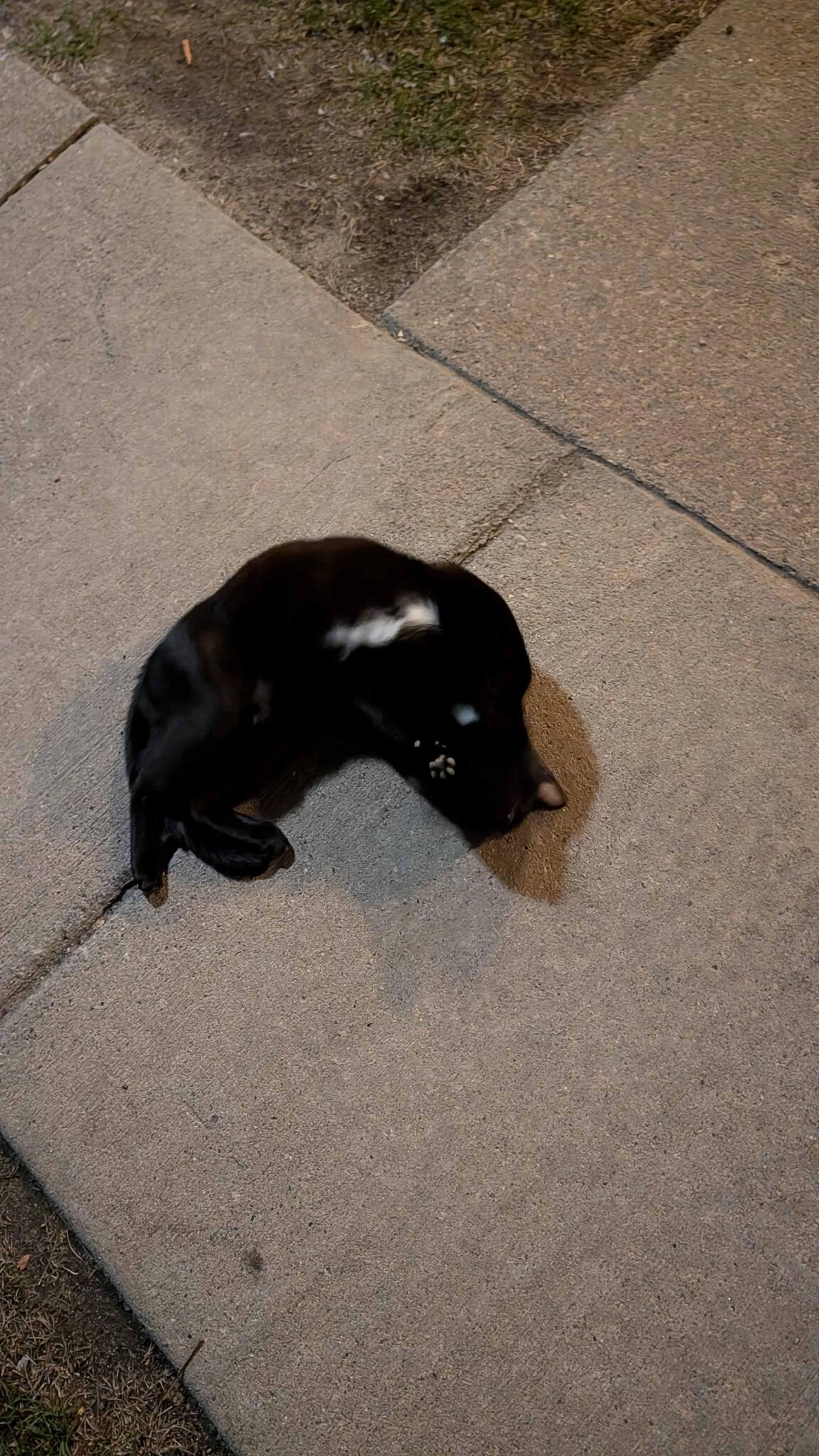Found pet
