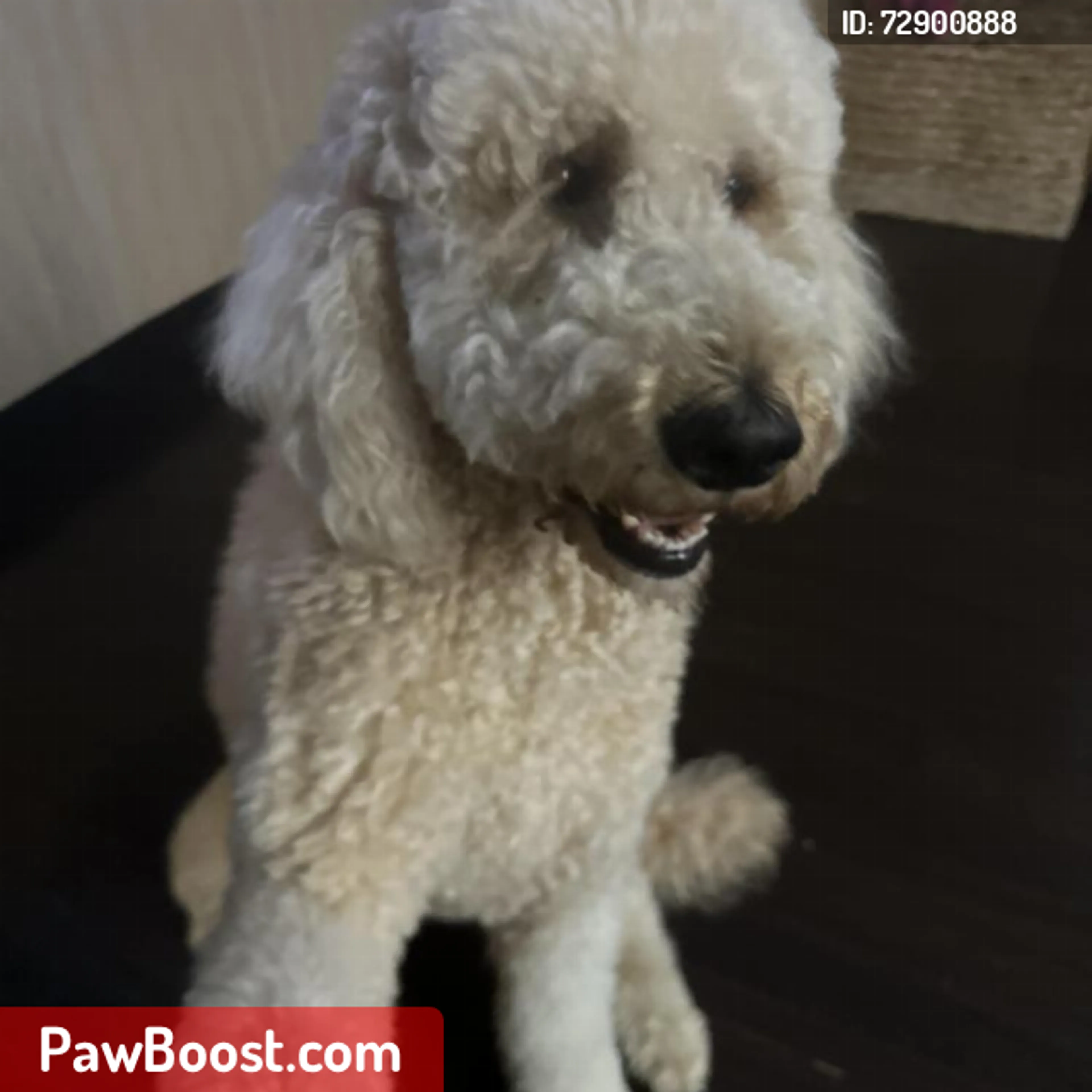 Lost pet