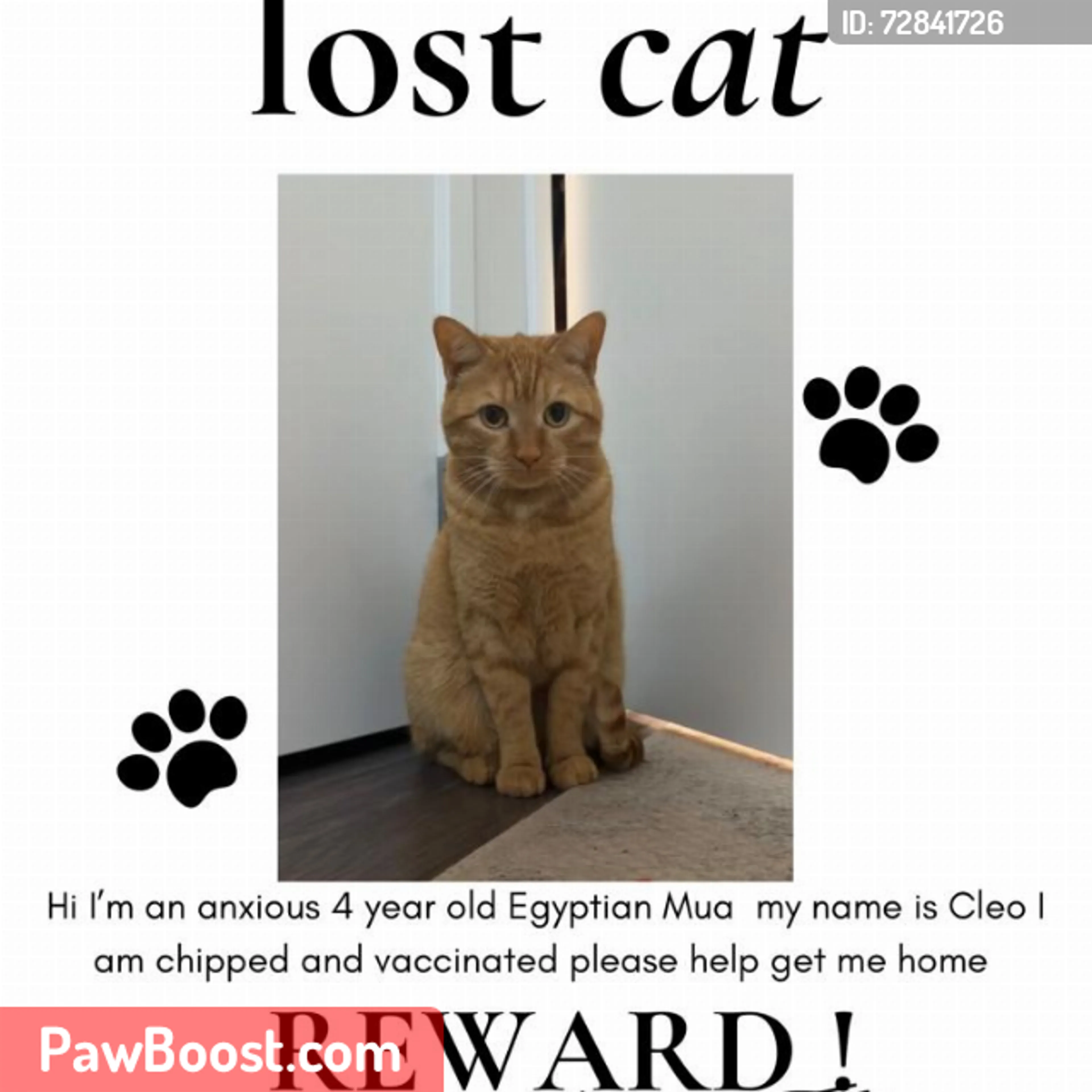 Lost pet