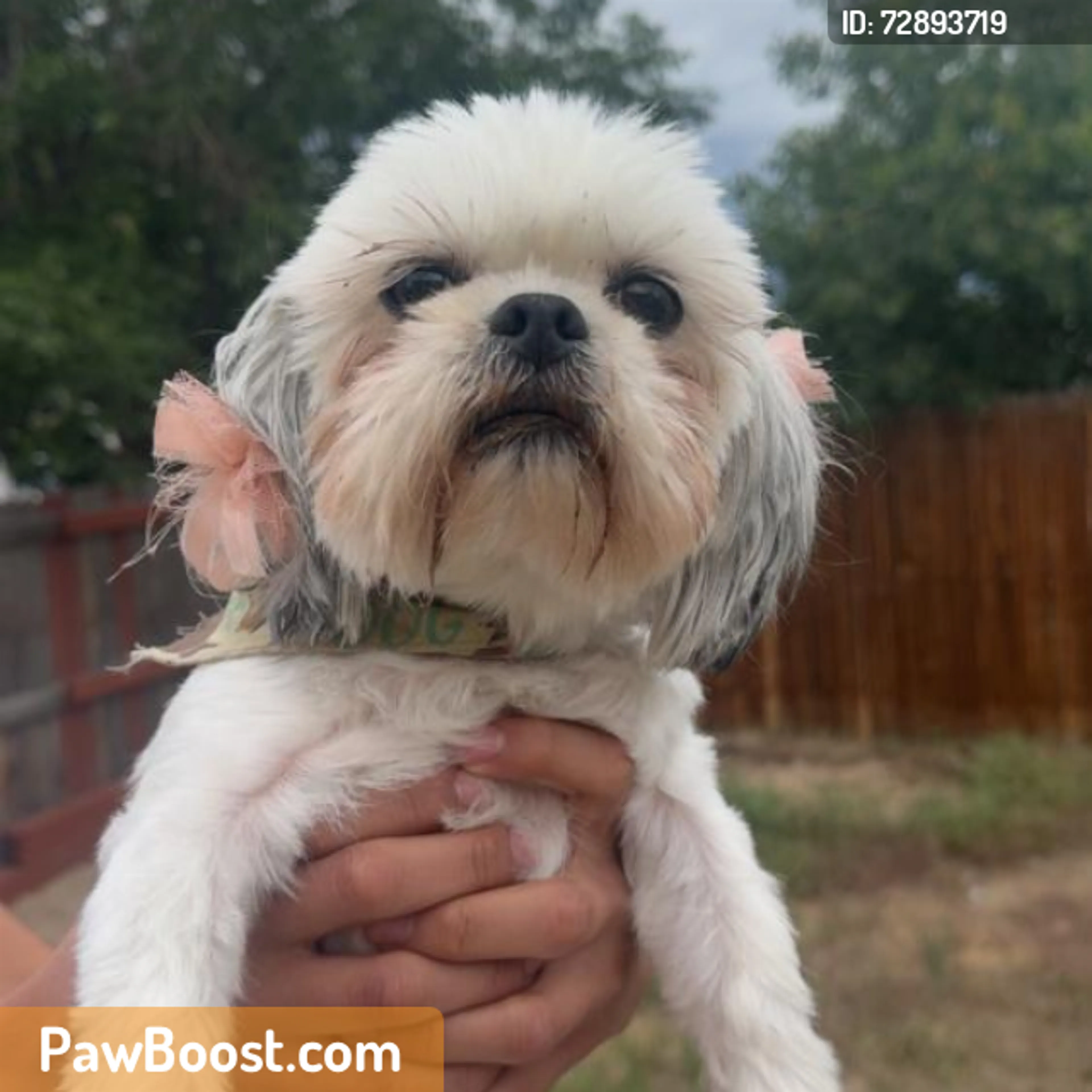 Found pet