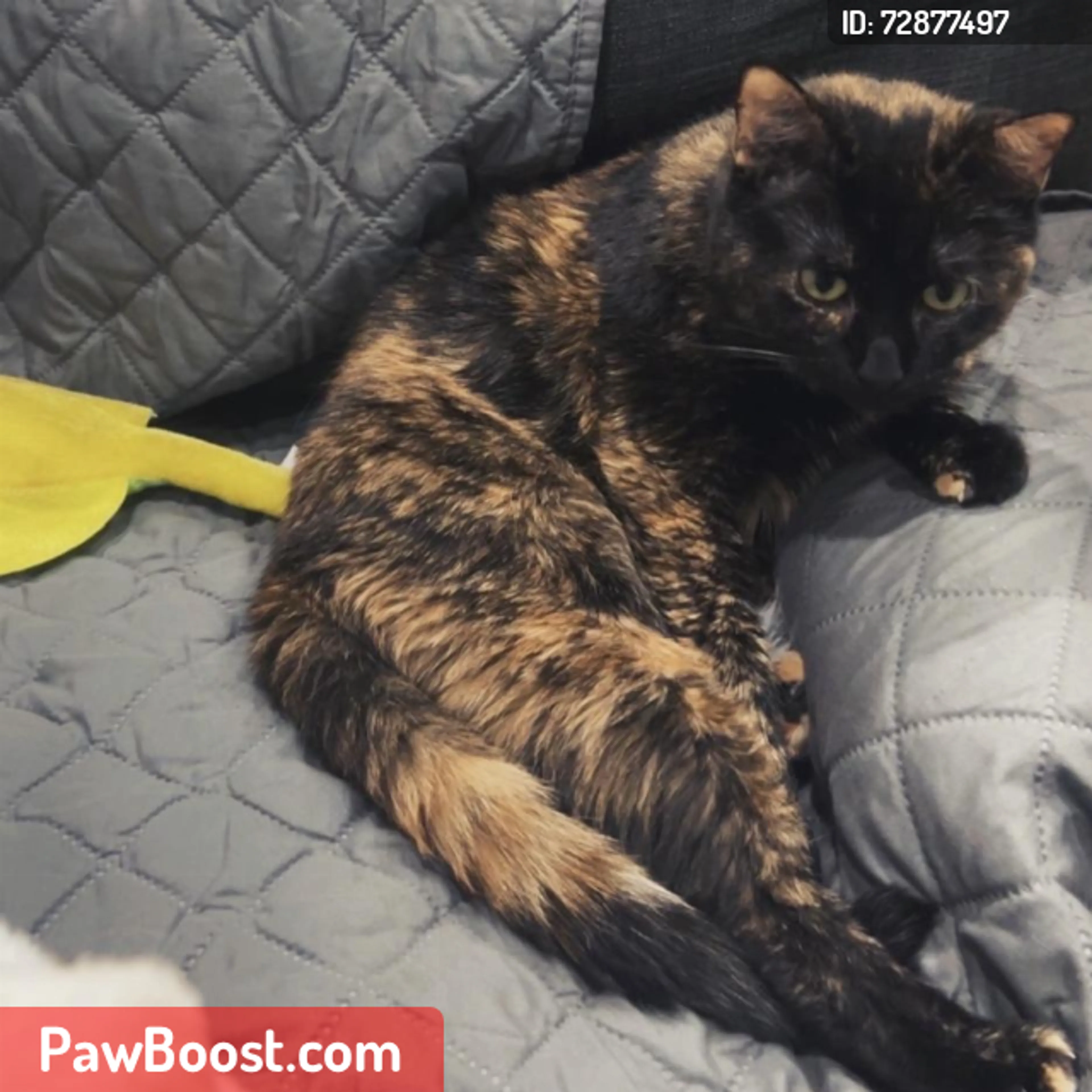 Lost pet