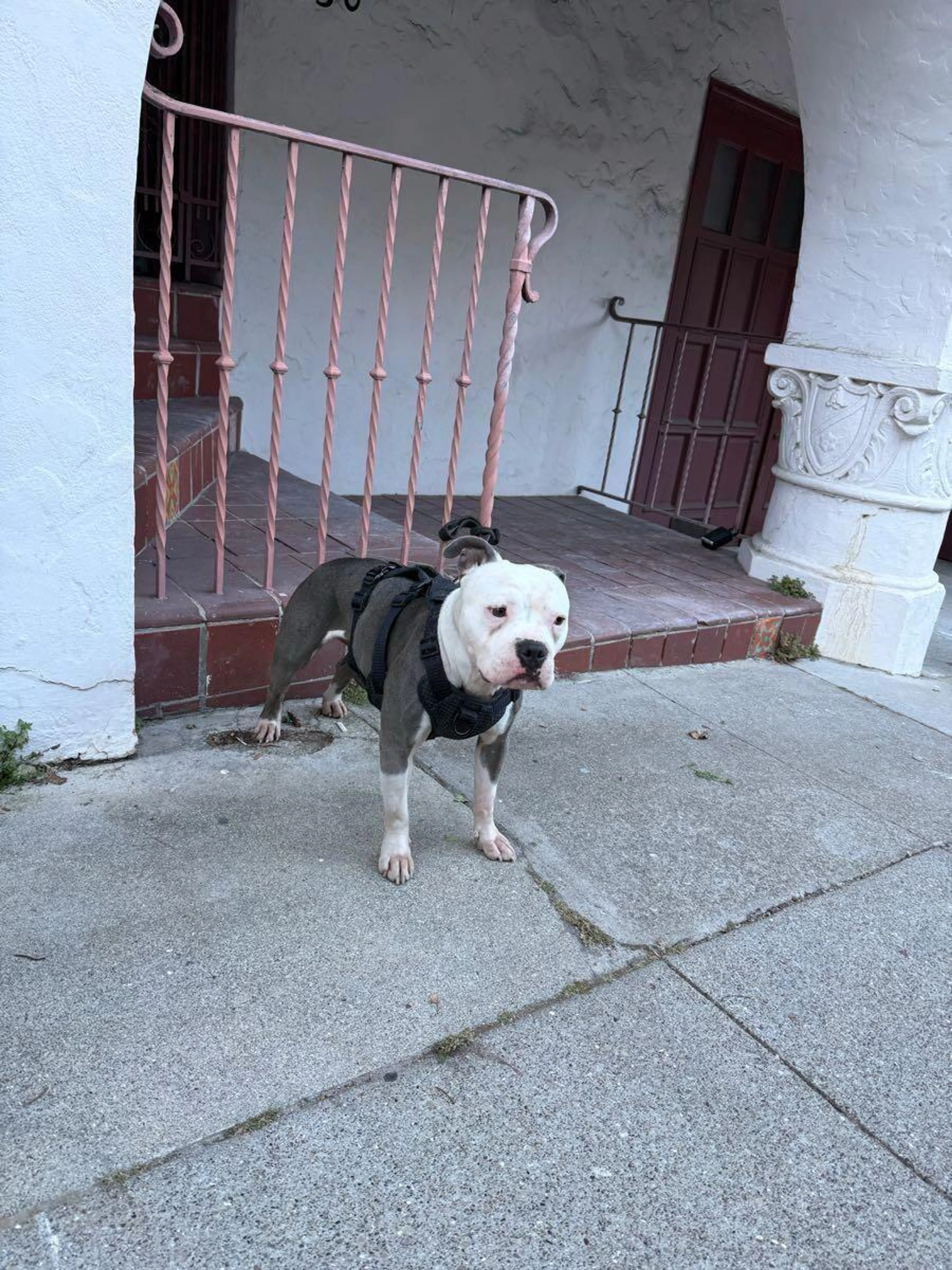 Found pet