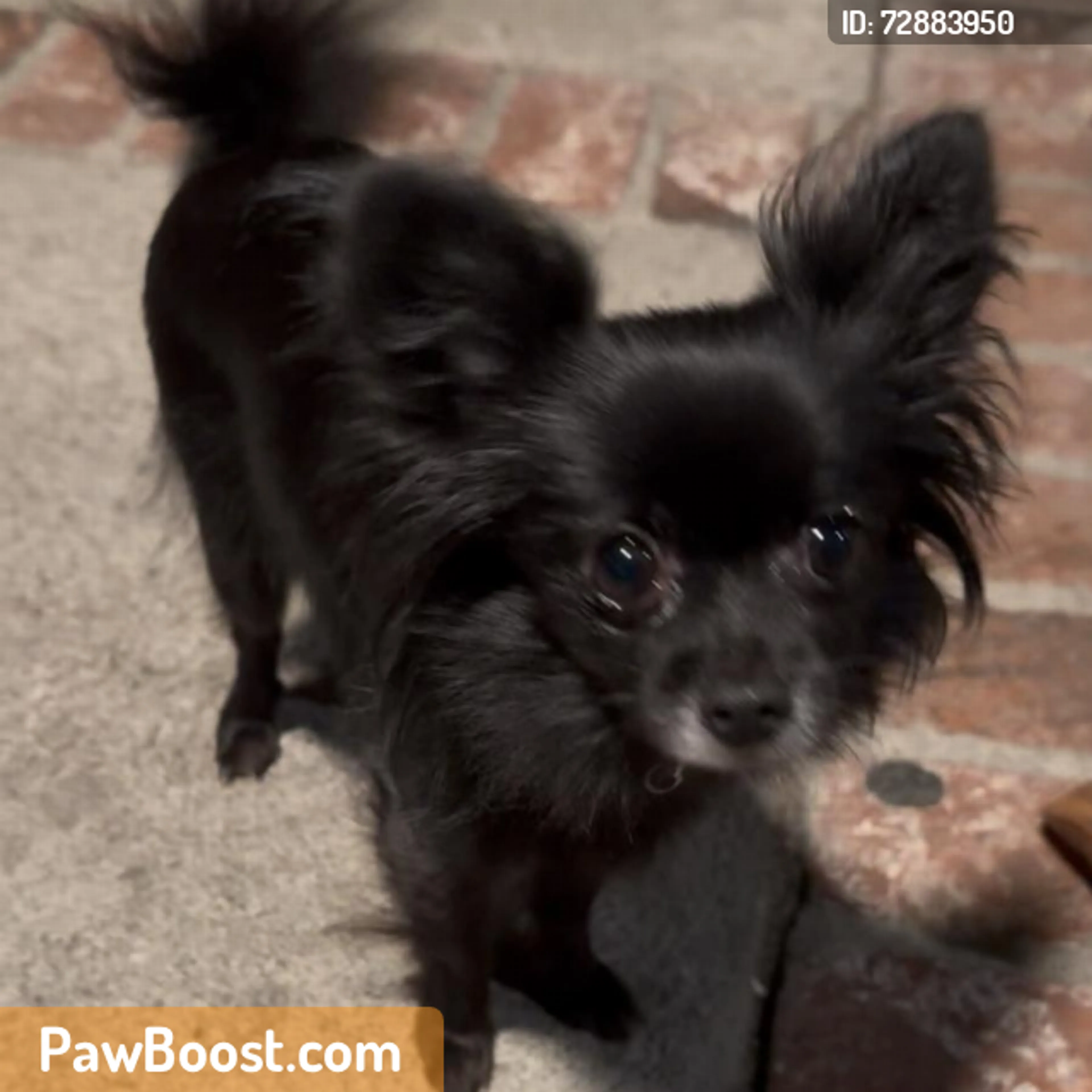 Found pet