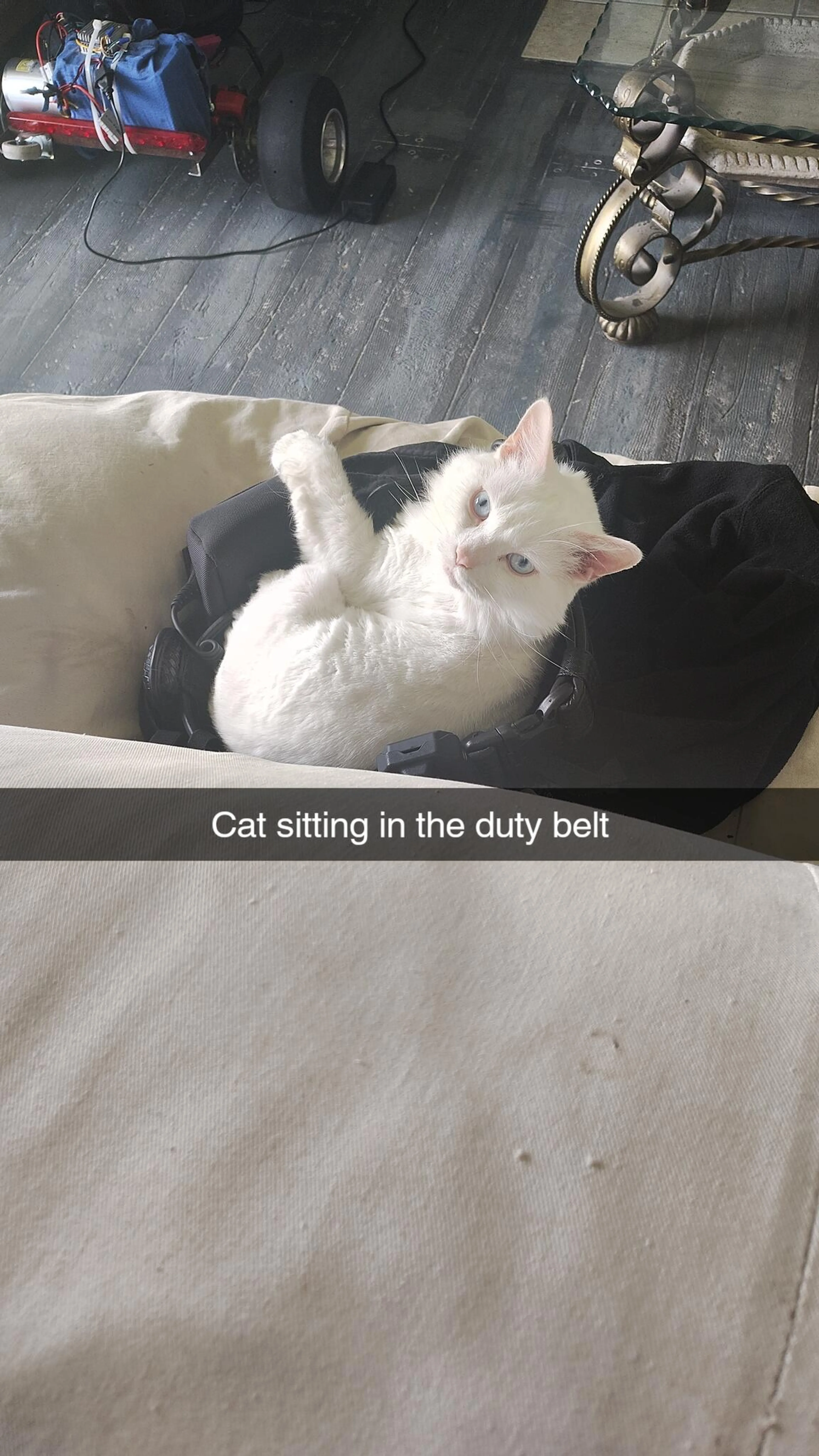 Lost pet