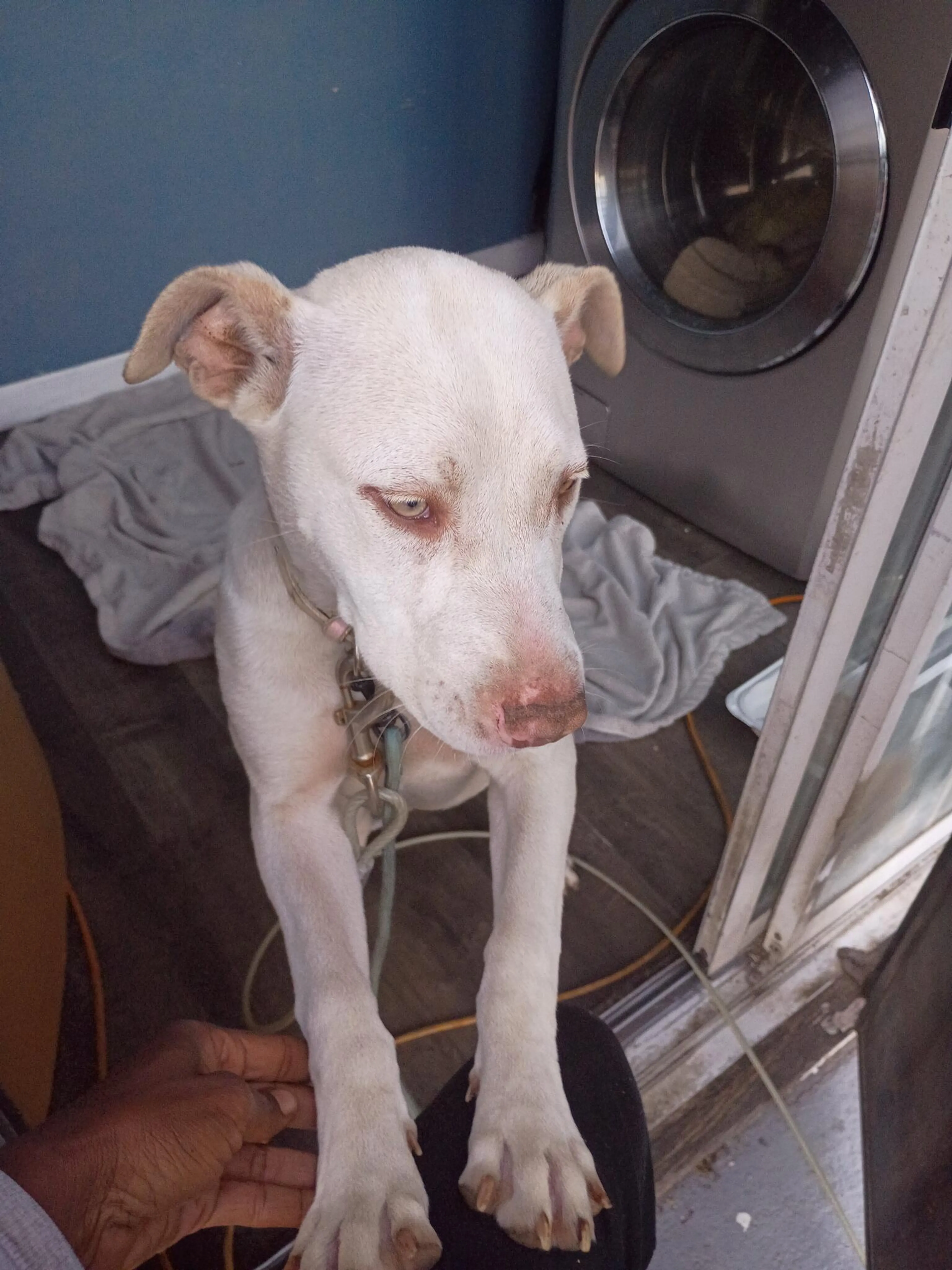 Found pet