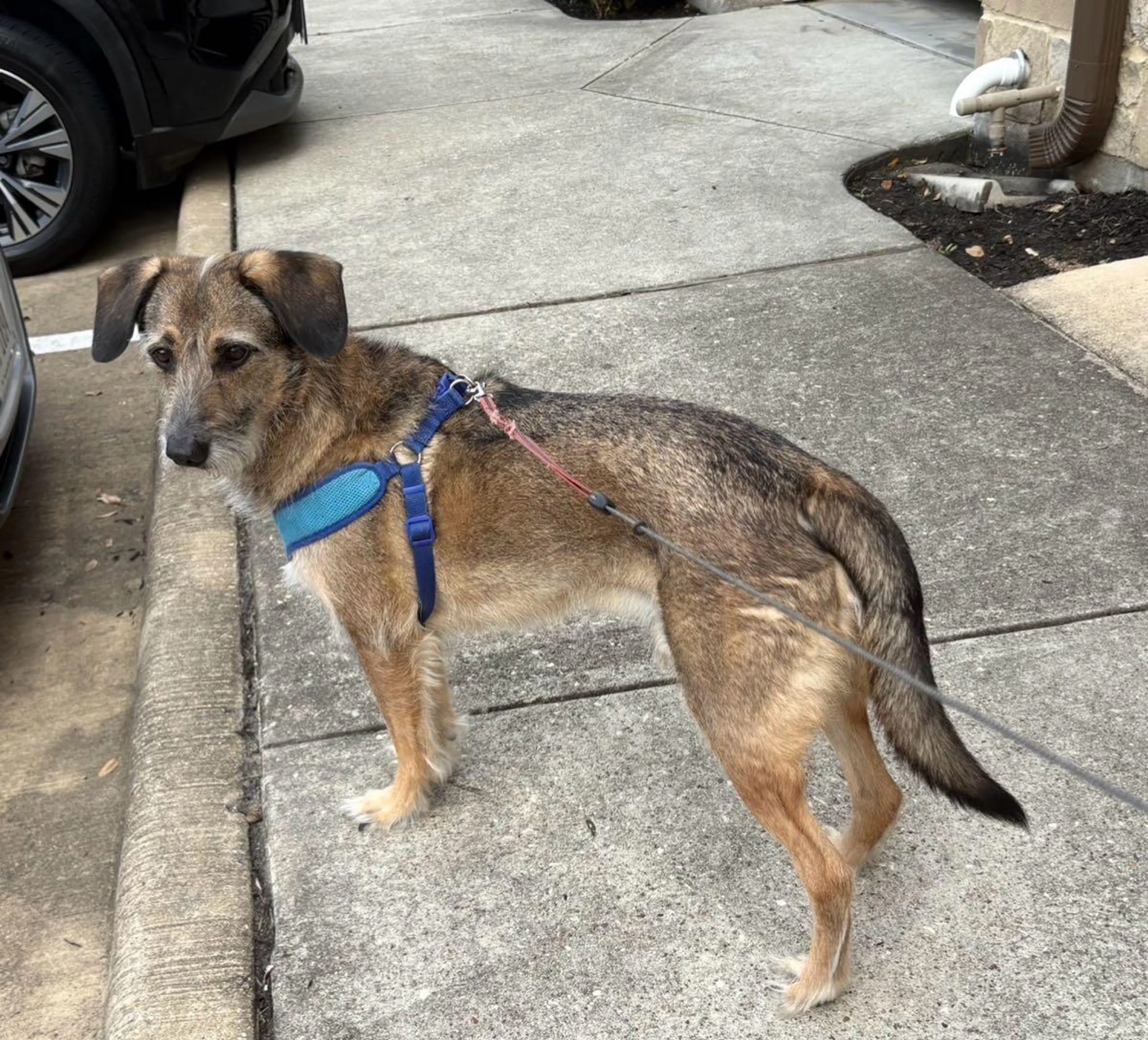 Found pet