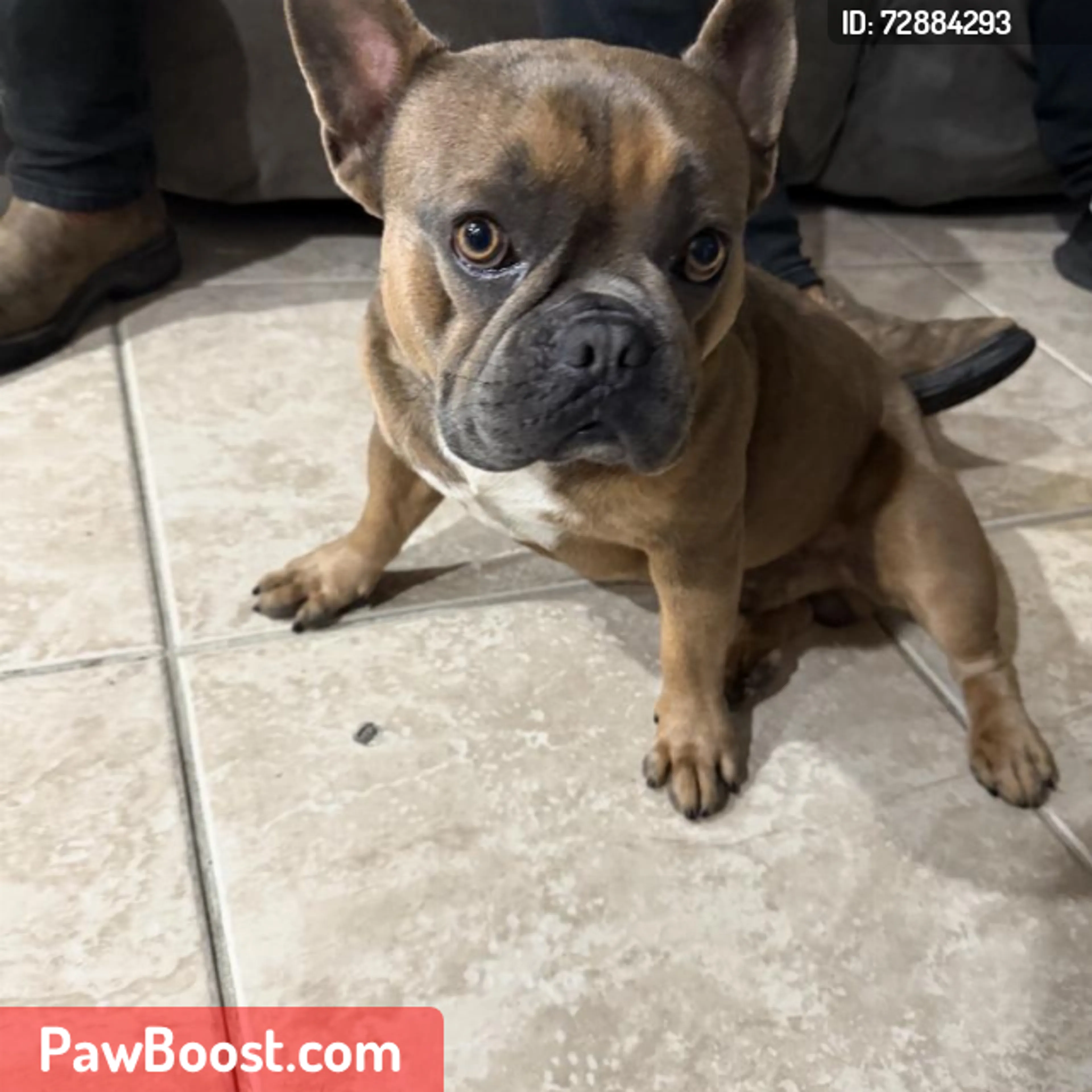 Lost pet
