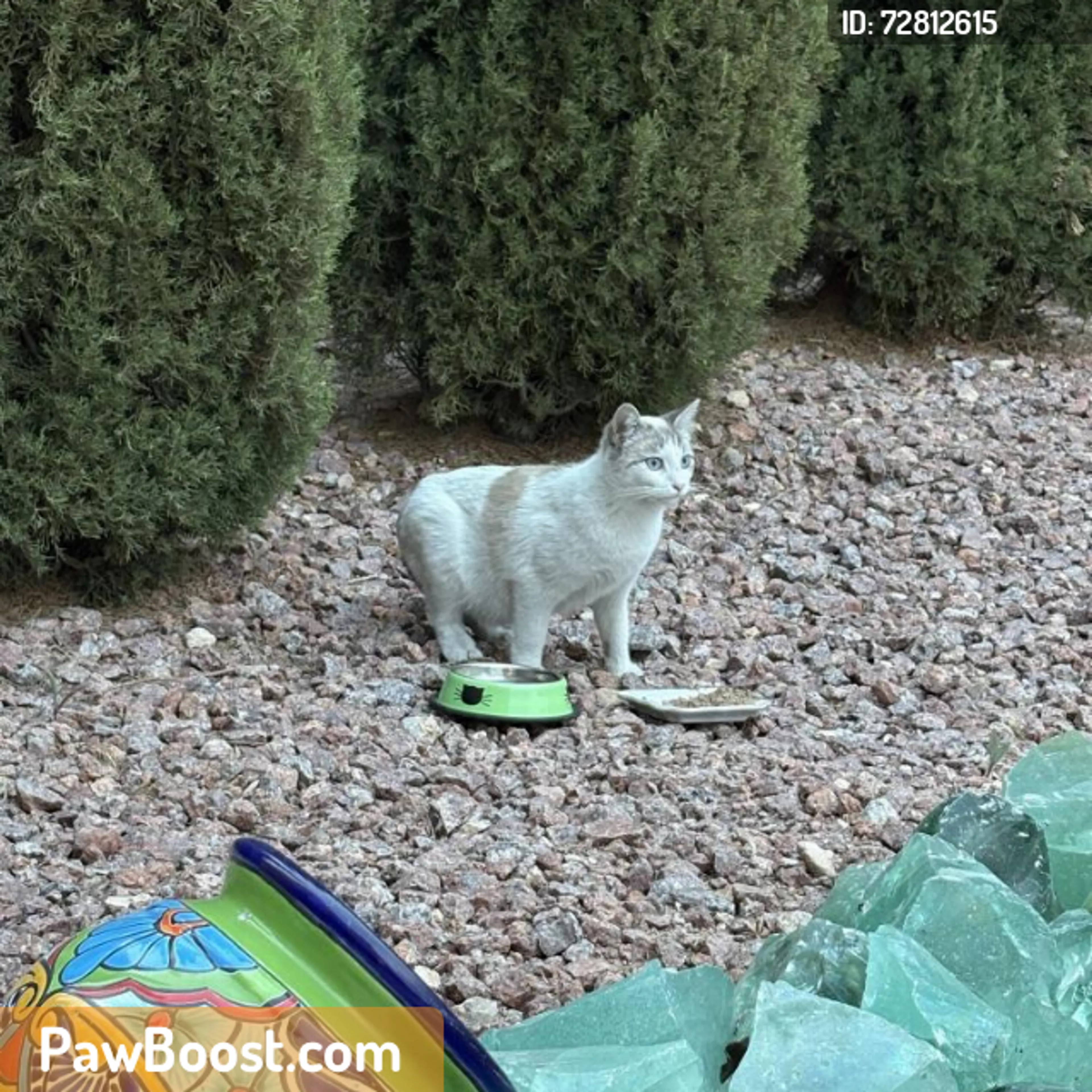 Found pet