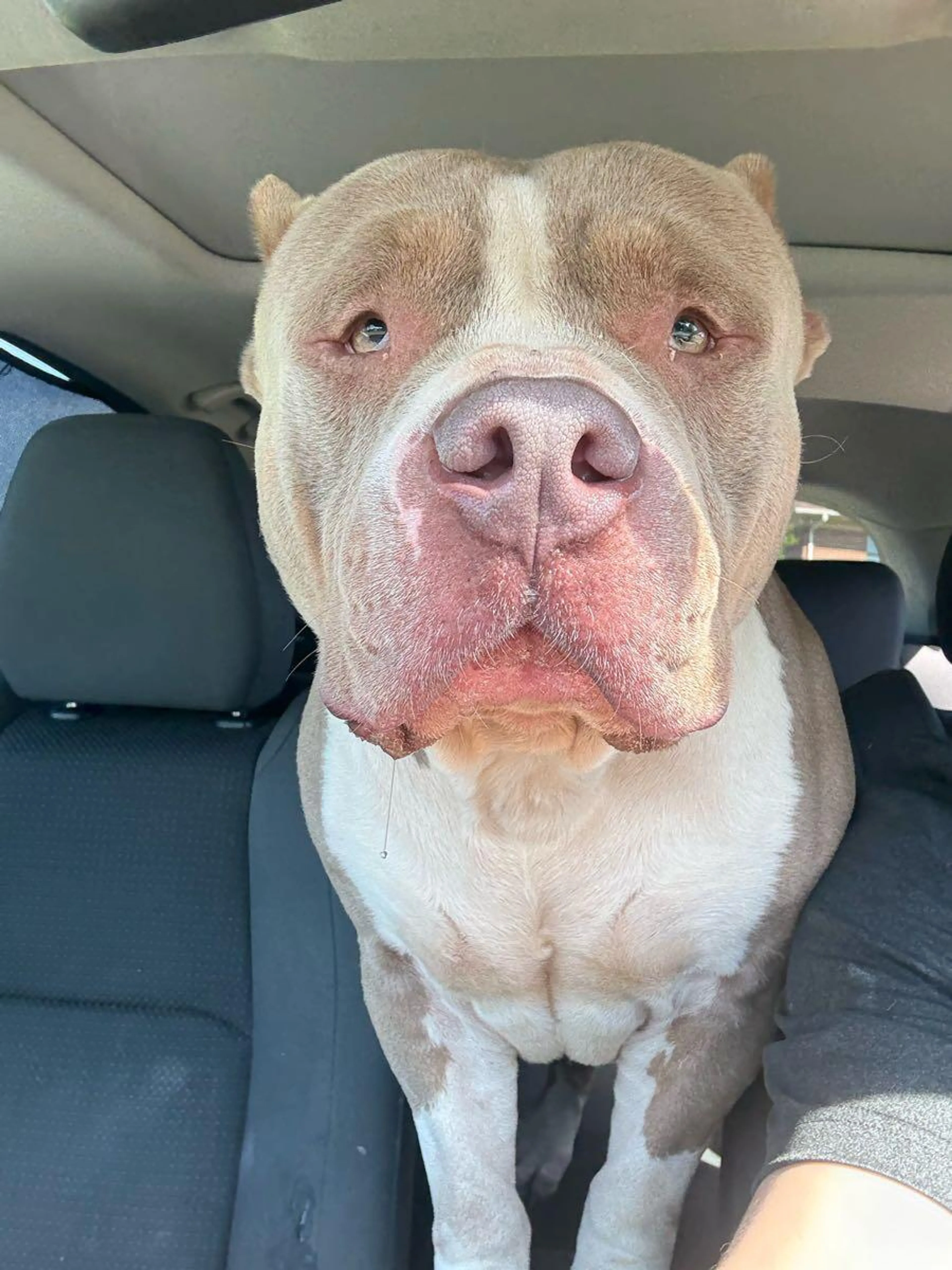 Found pet