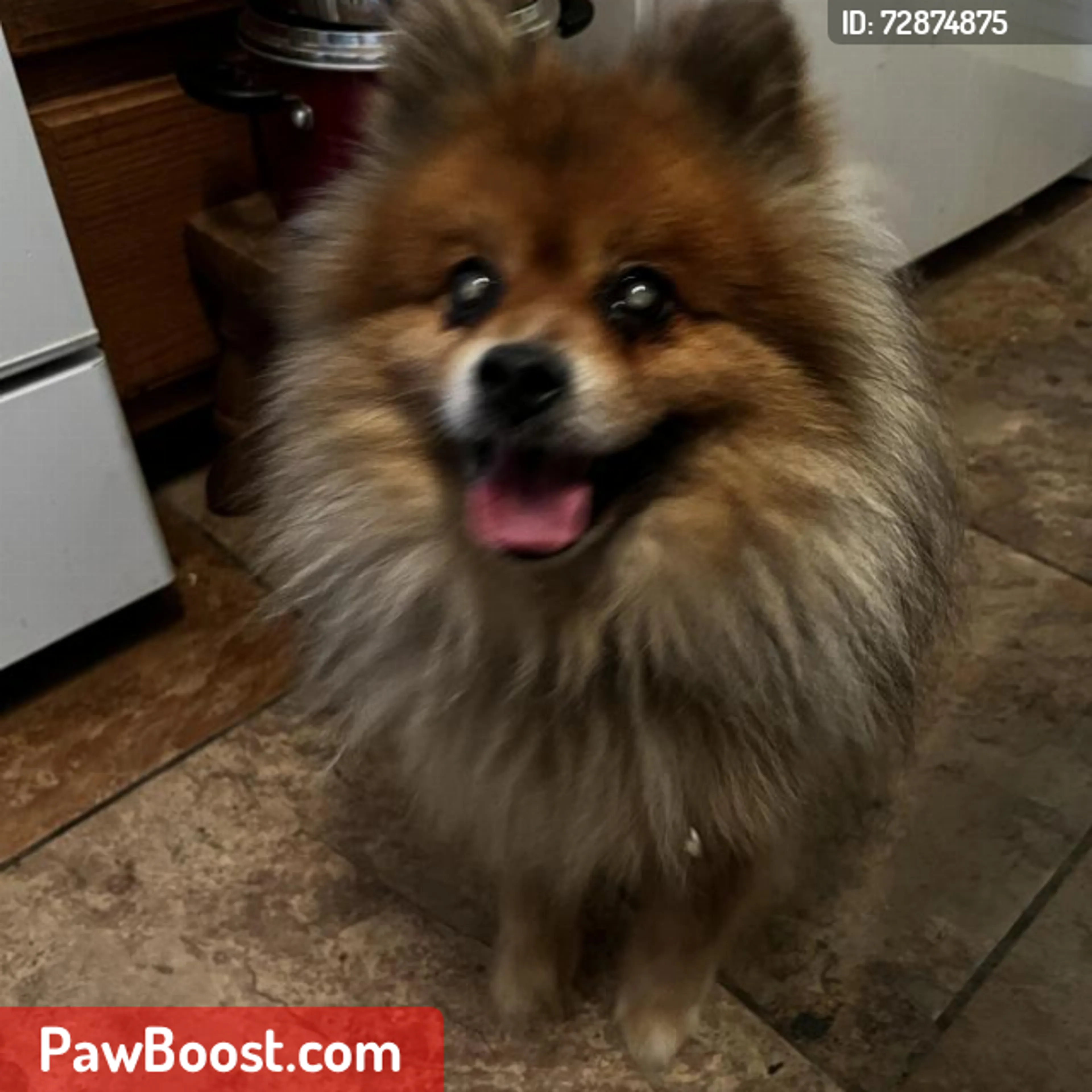 Lost pet