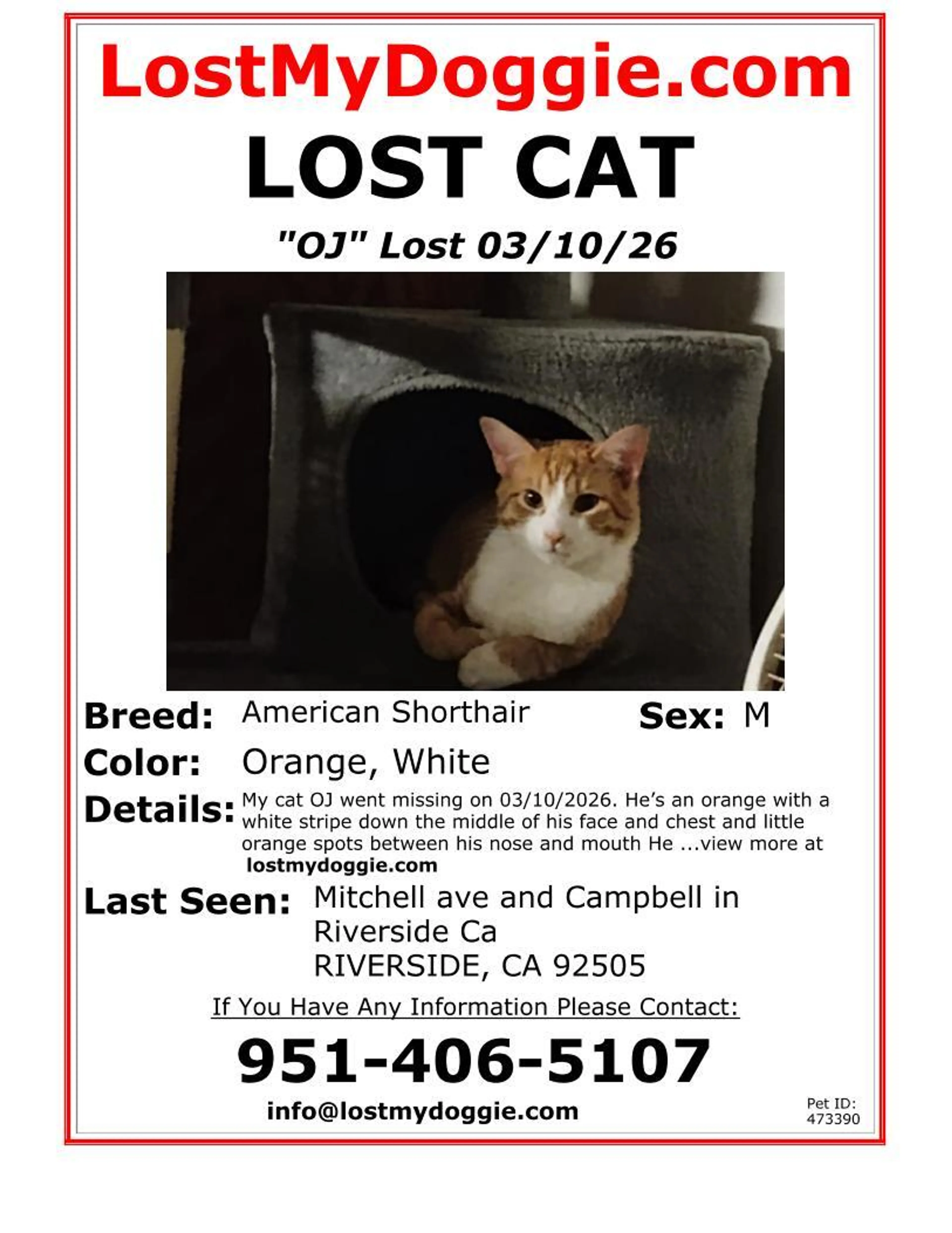 Lost pet