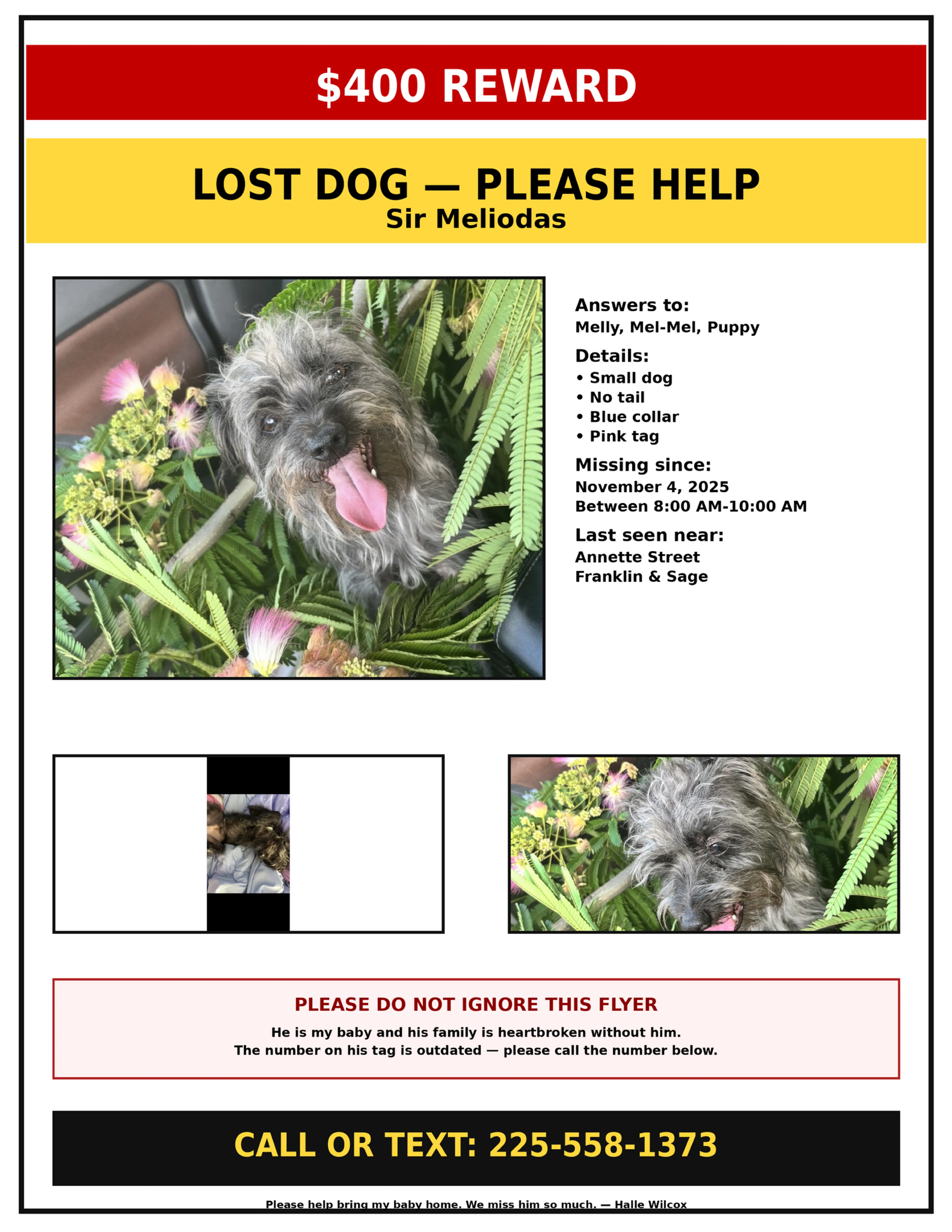 Lost pet