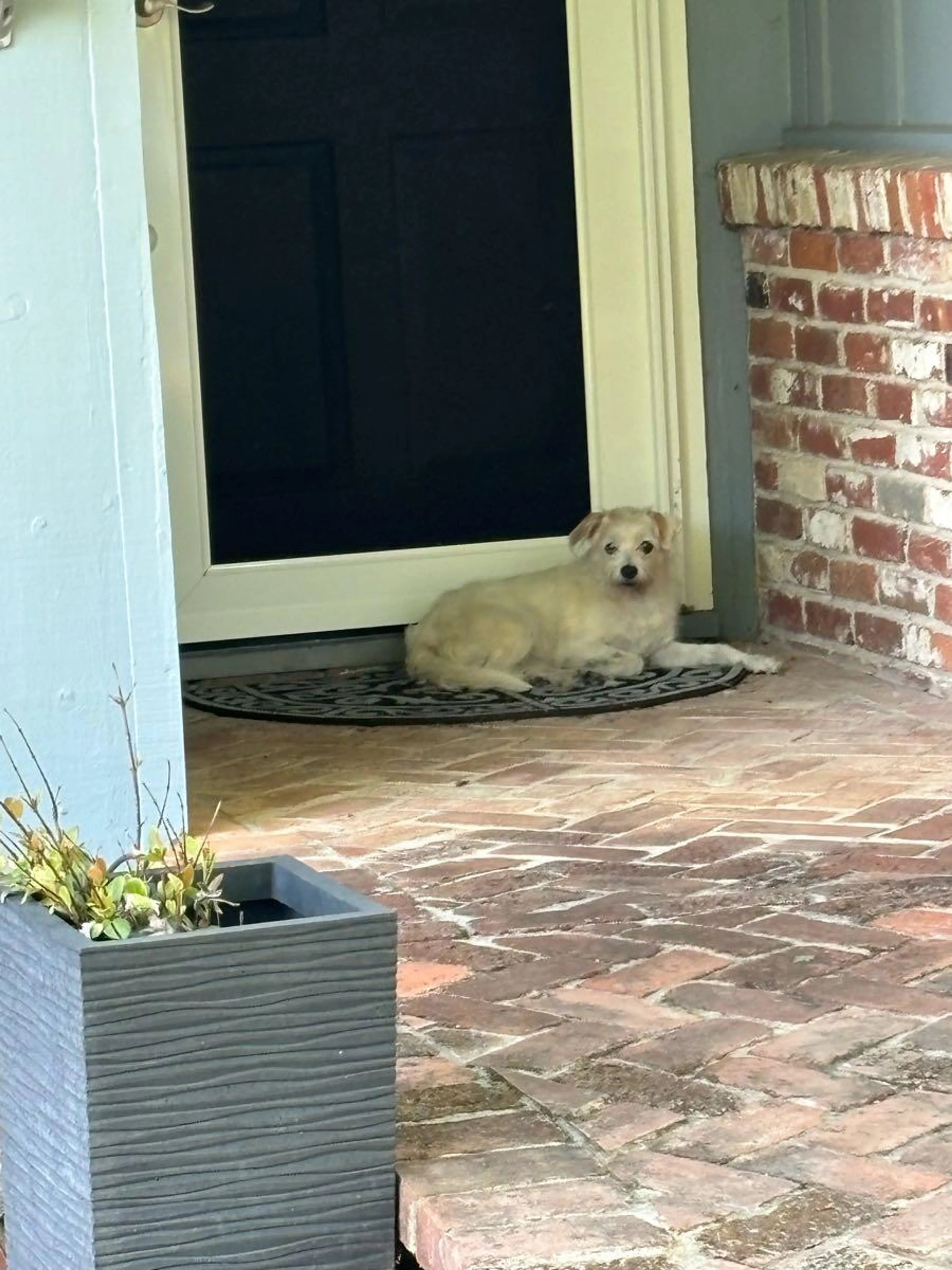 Found pet