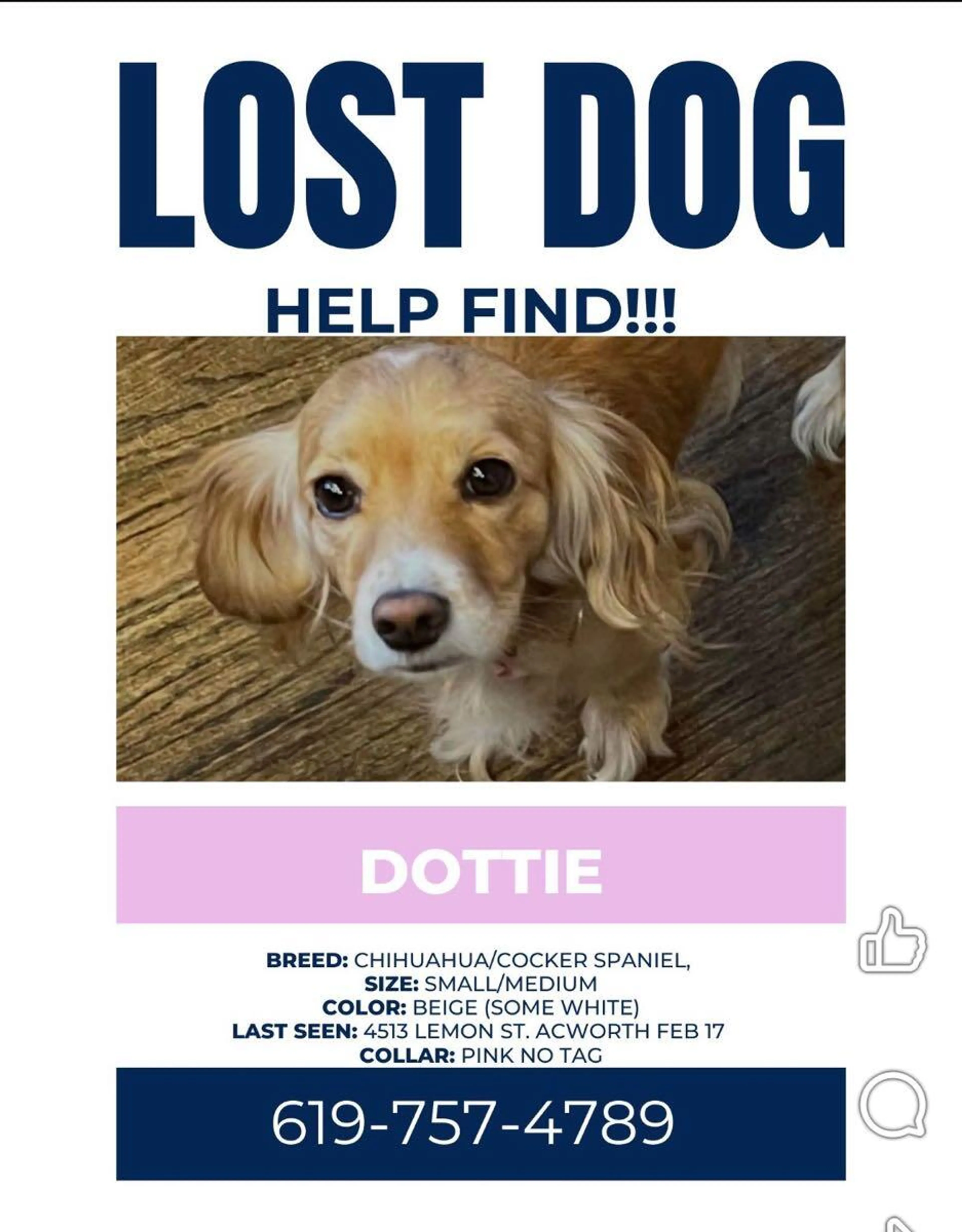Lost pet