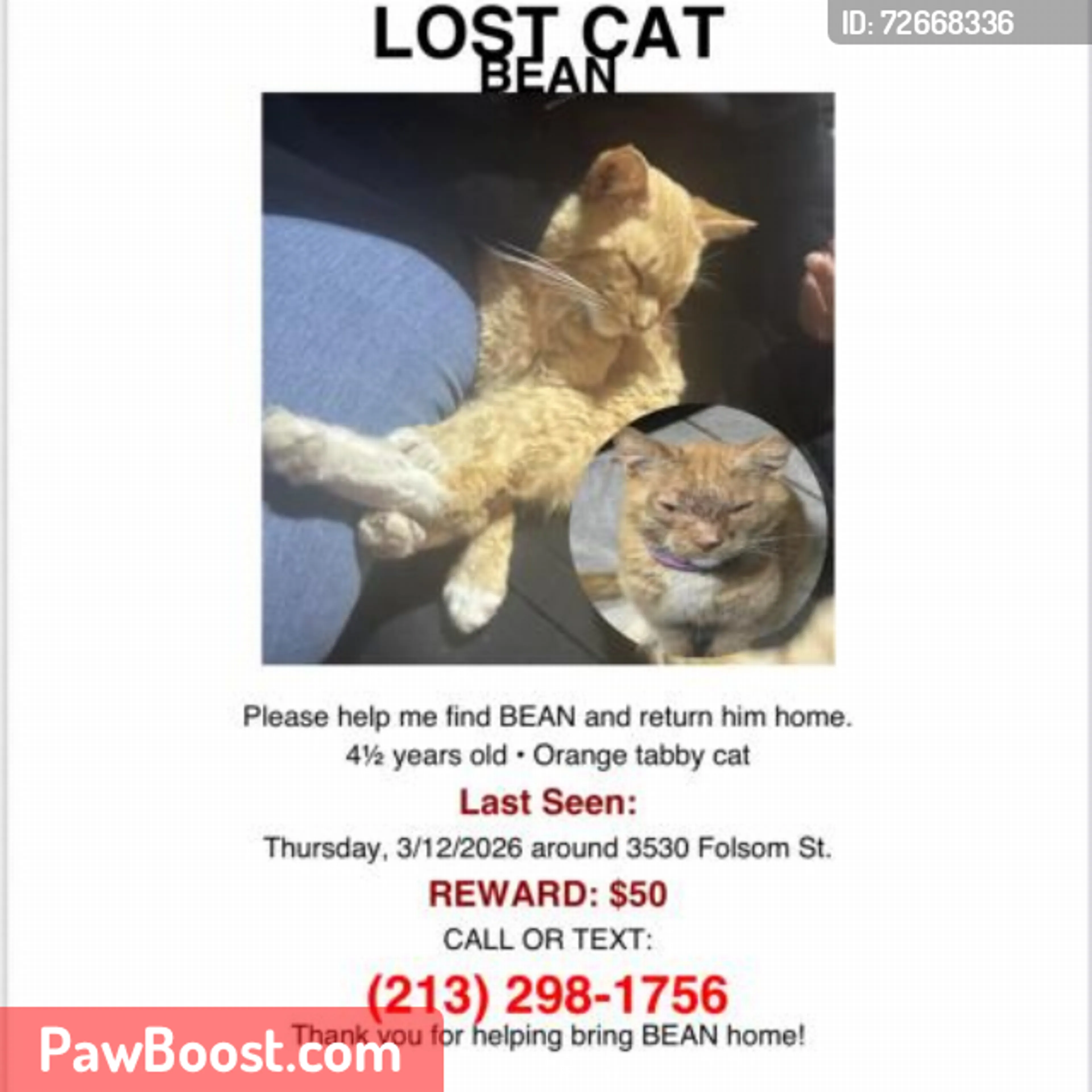 Lost pet