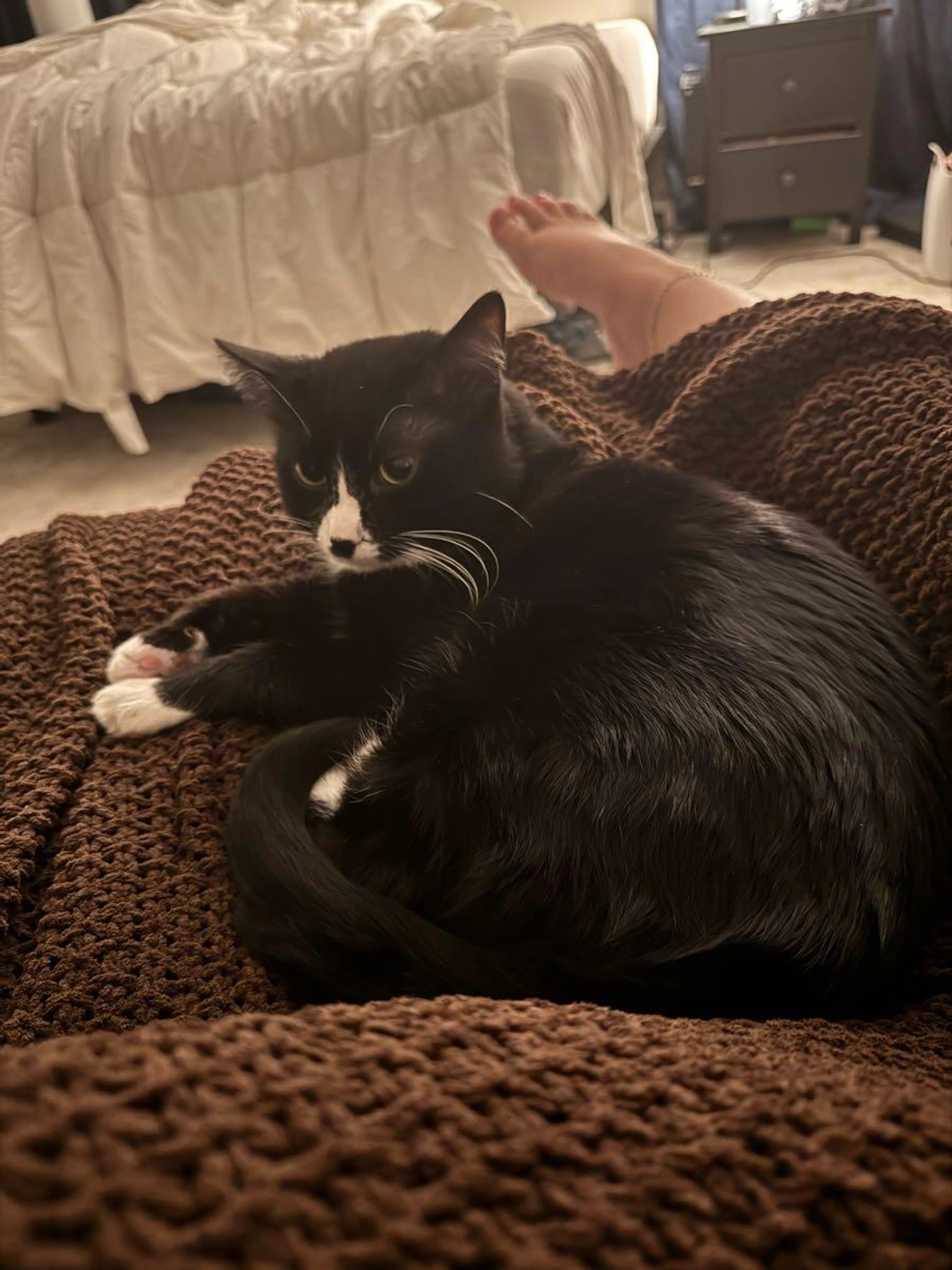 Lost pet