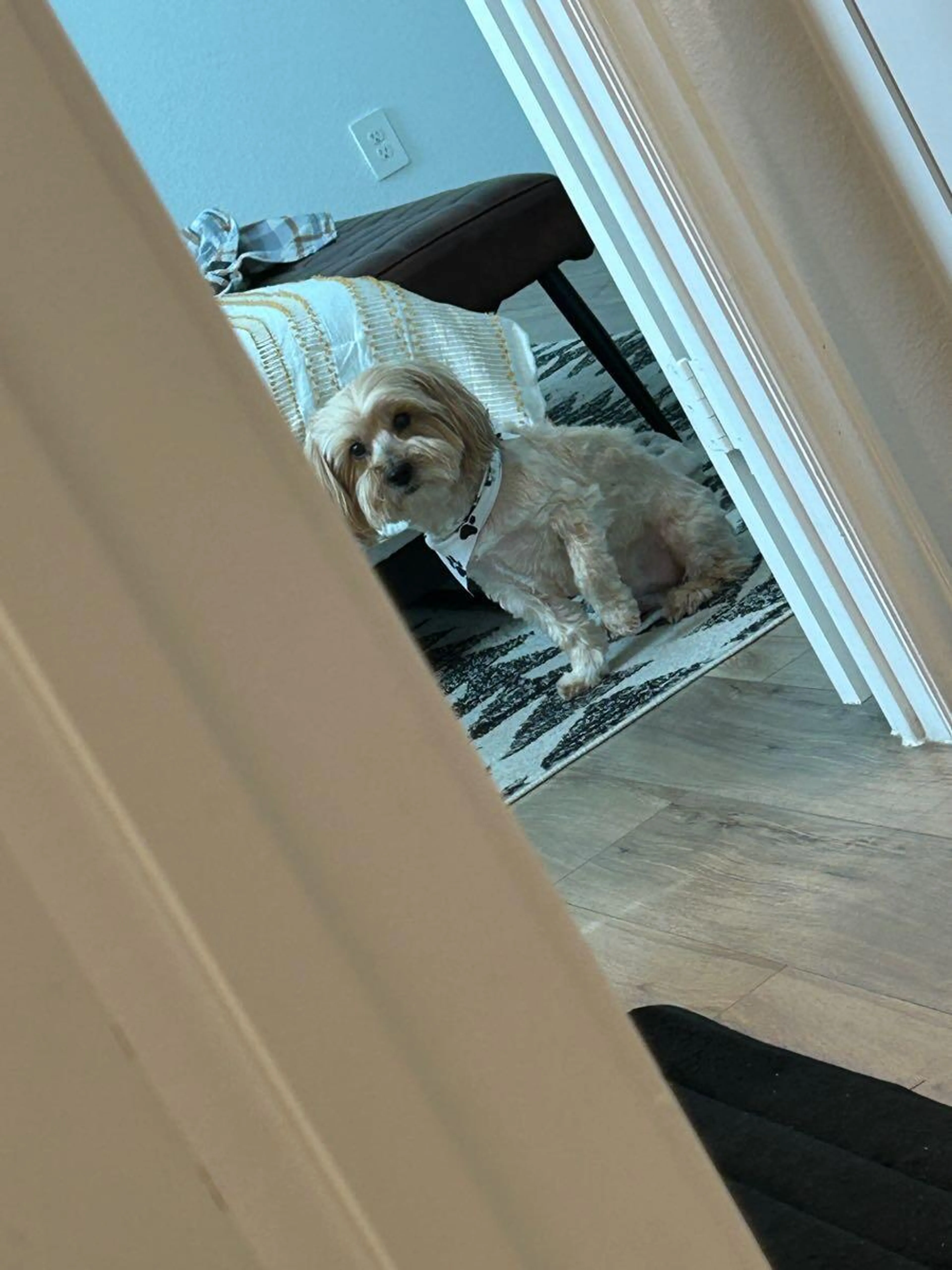 Lost pet