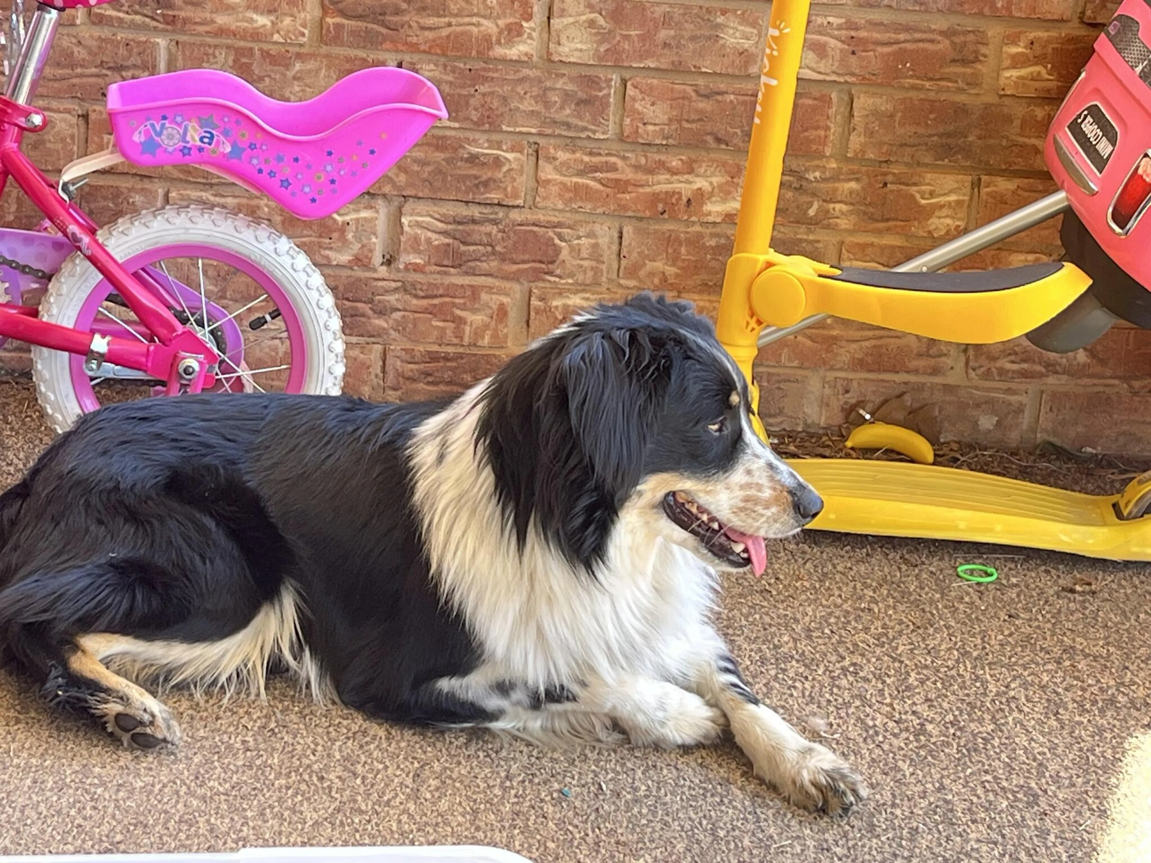 Found pet