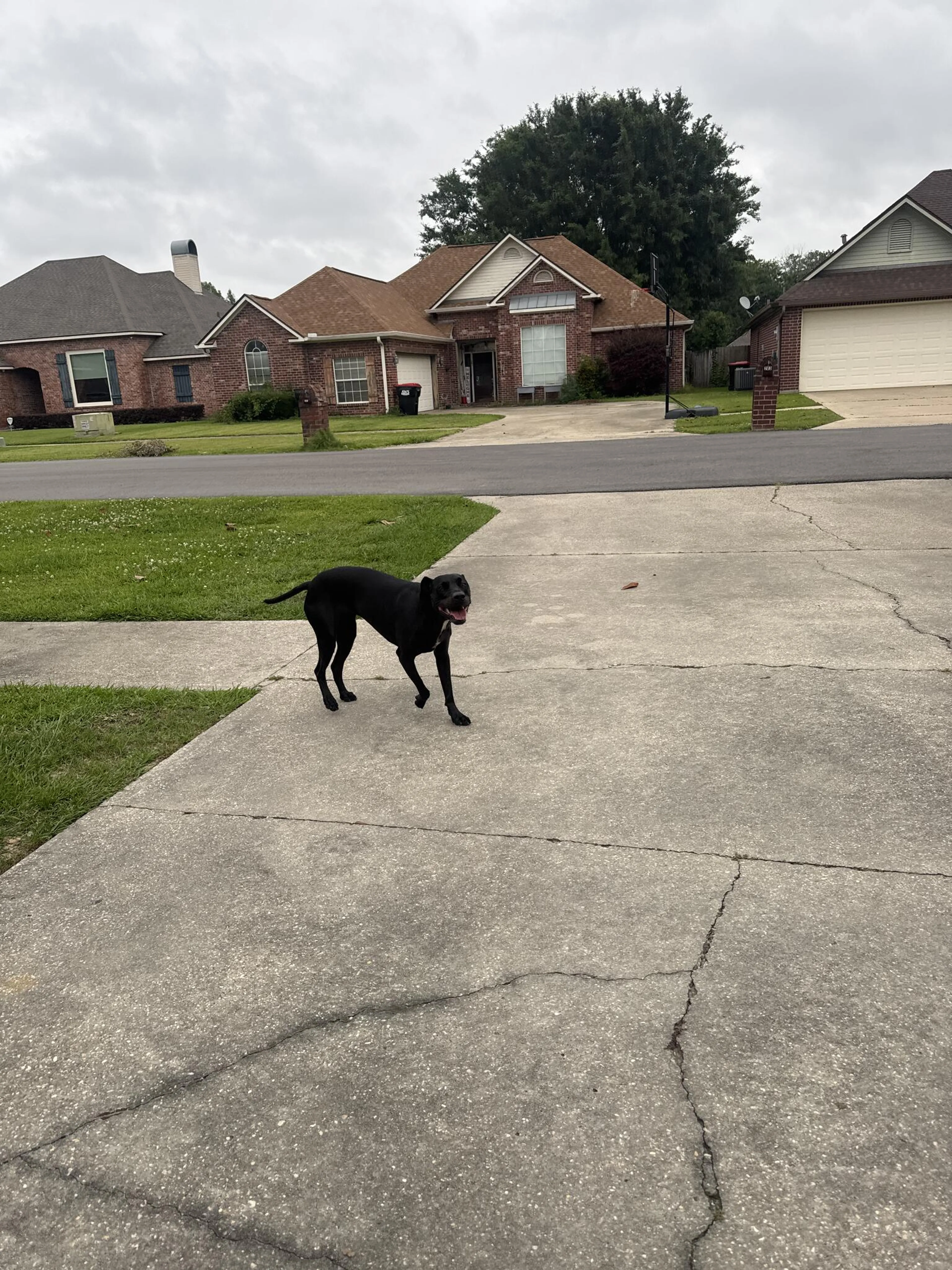 Found pet