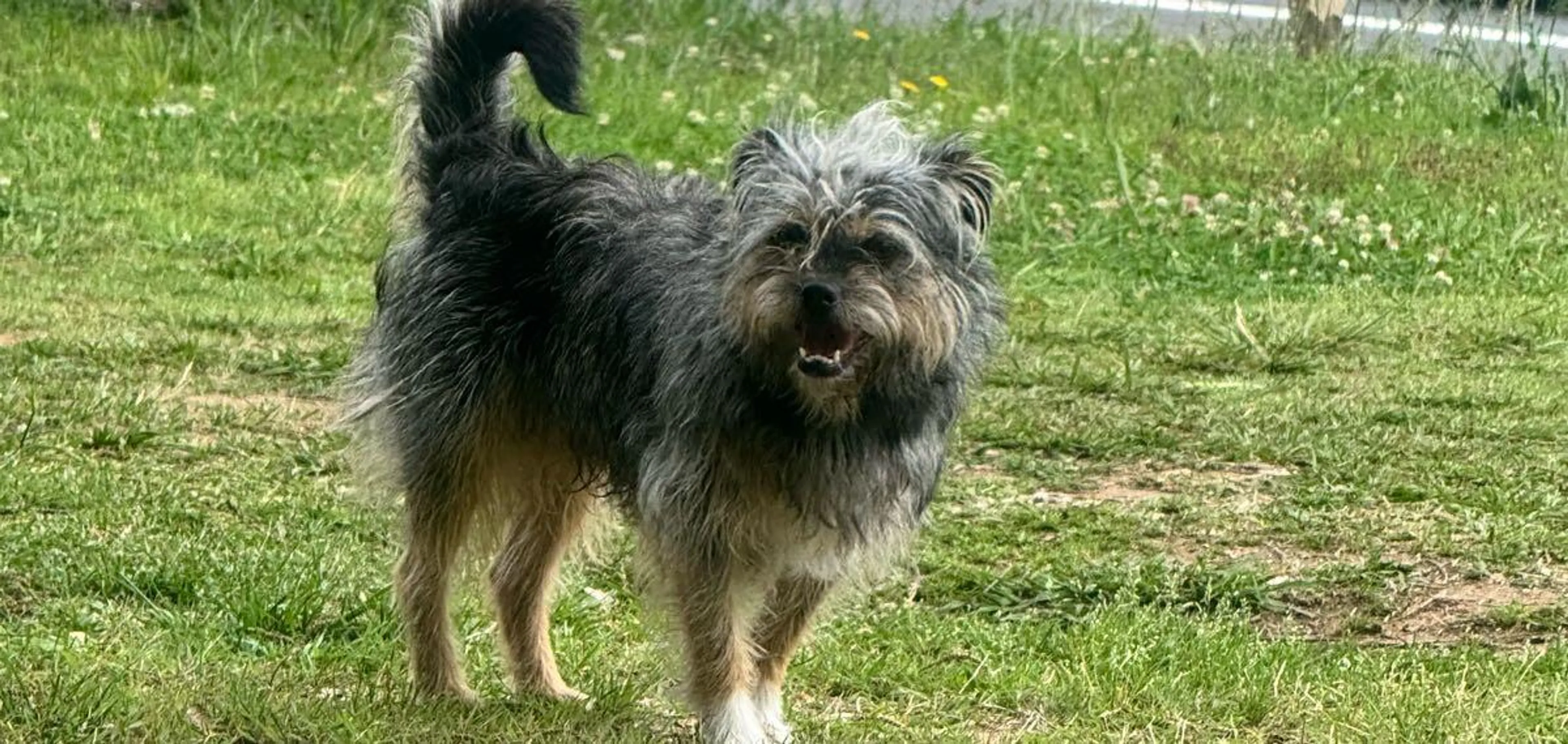 Lost pet