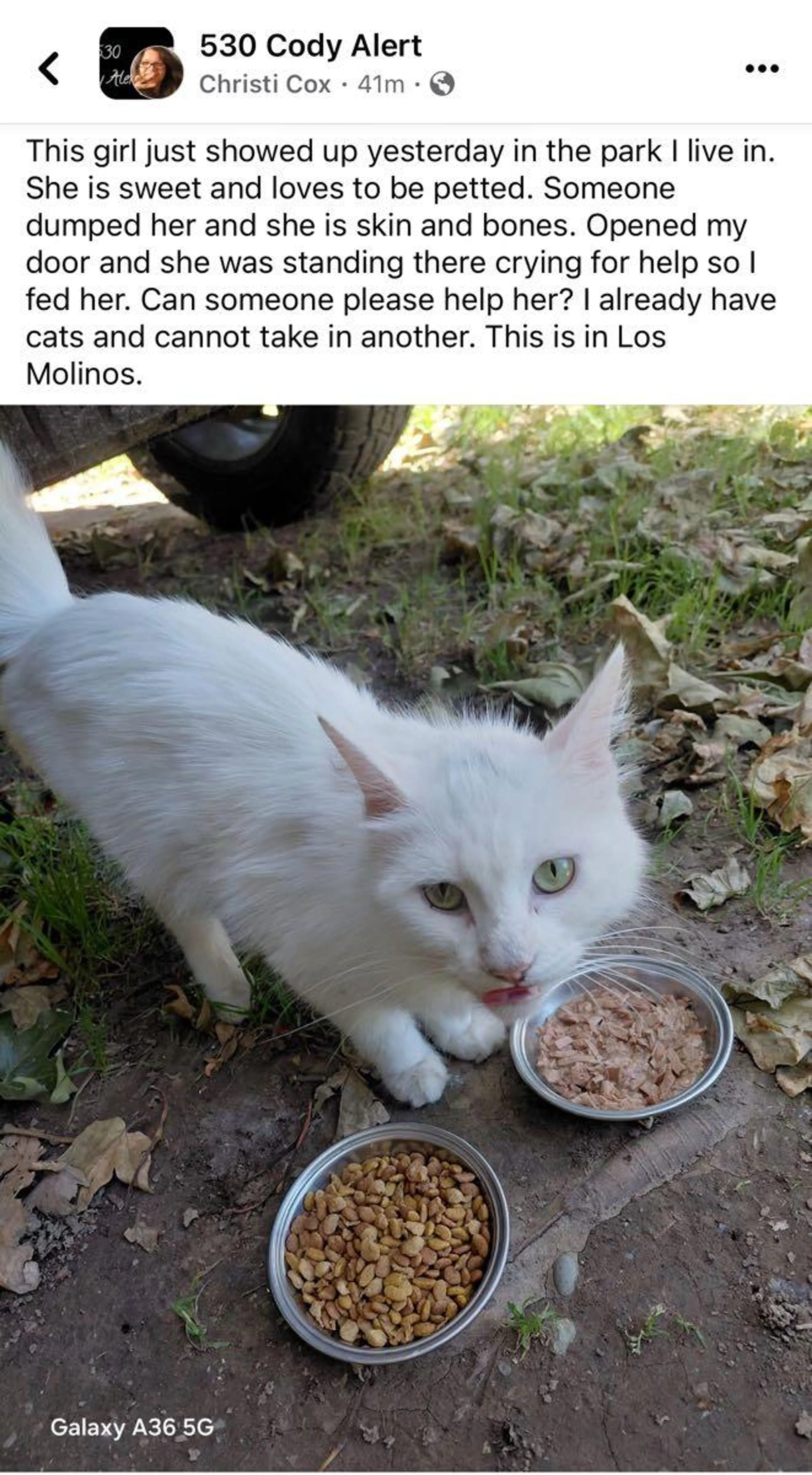 Found pet