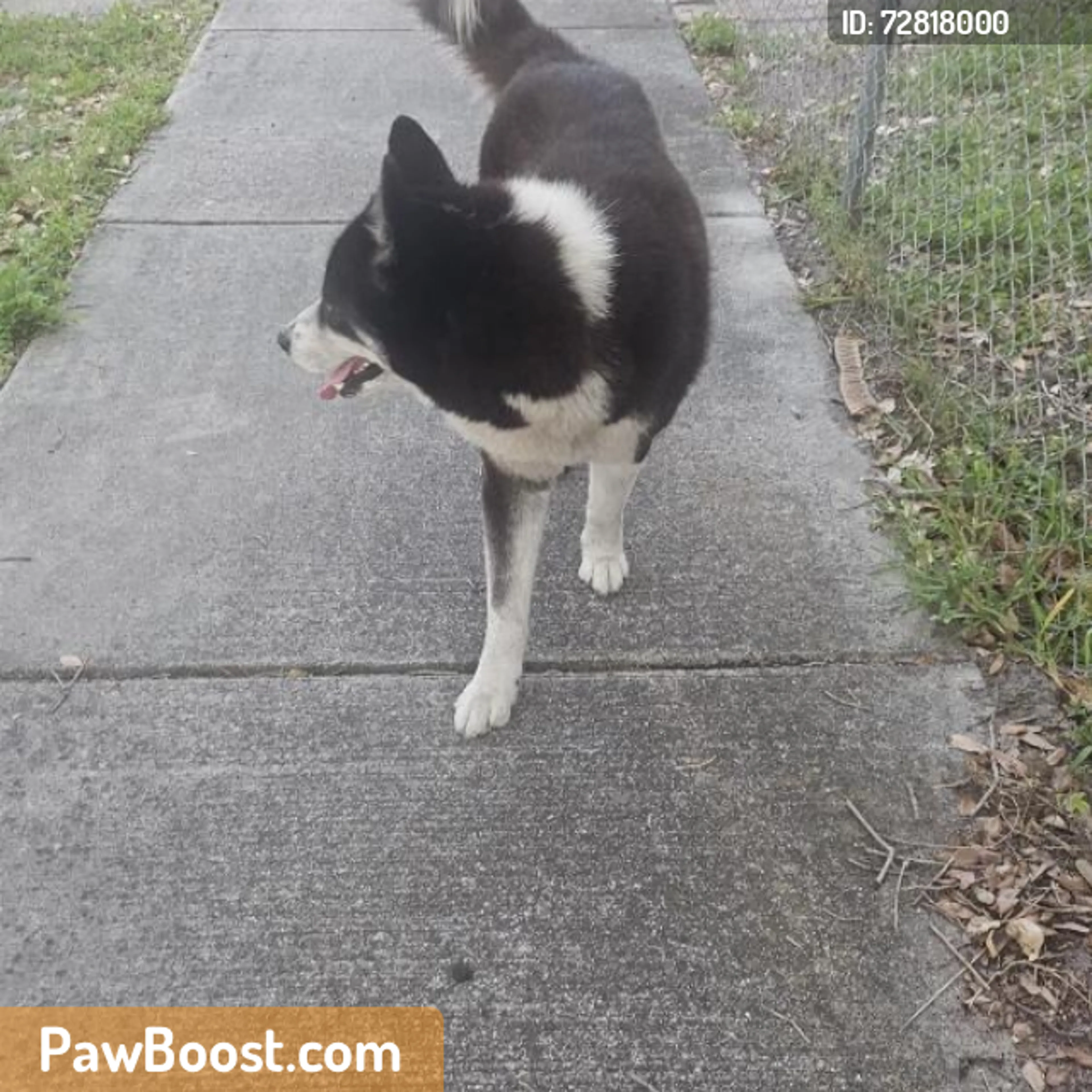Found pet