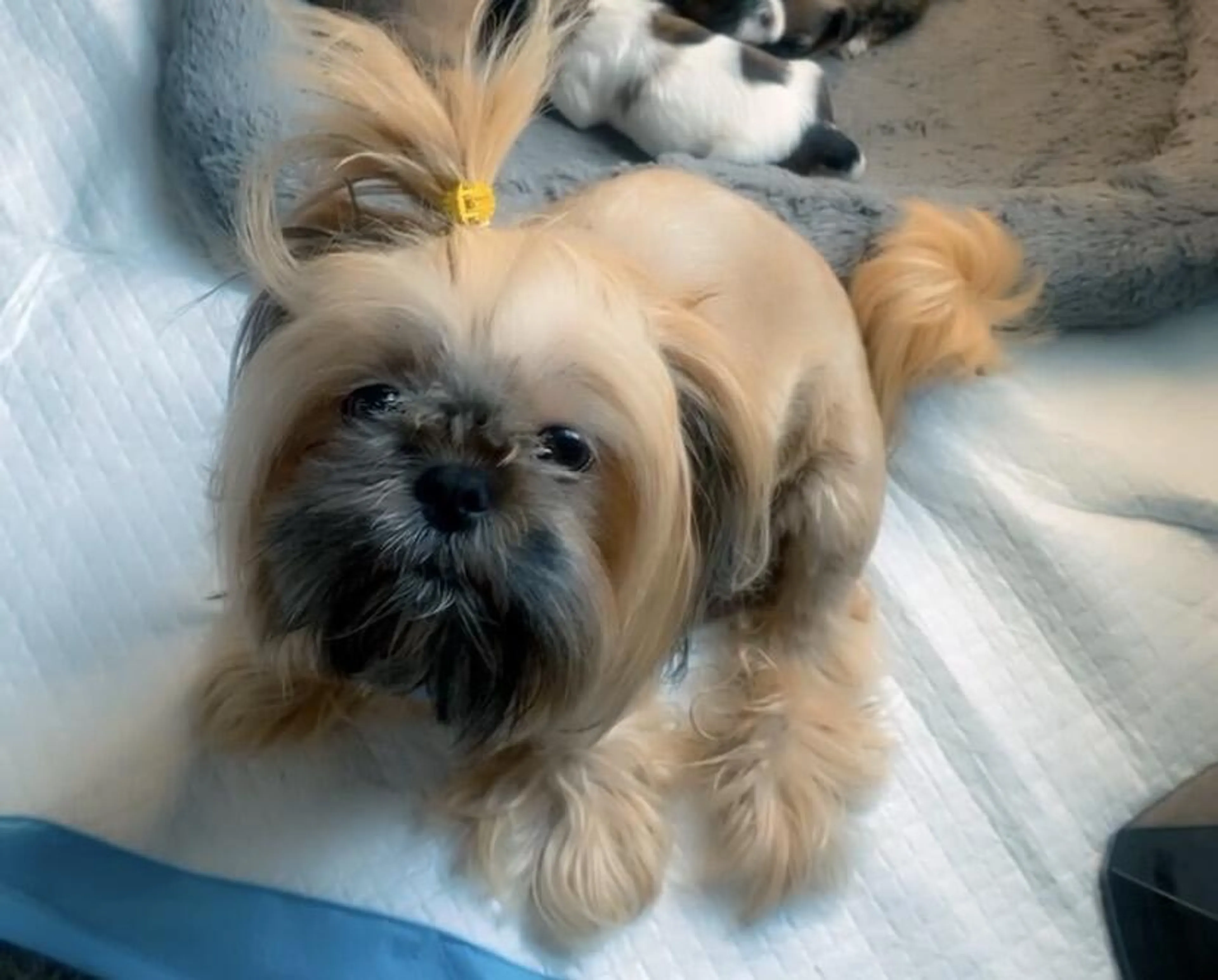 Lost pet