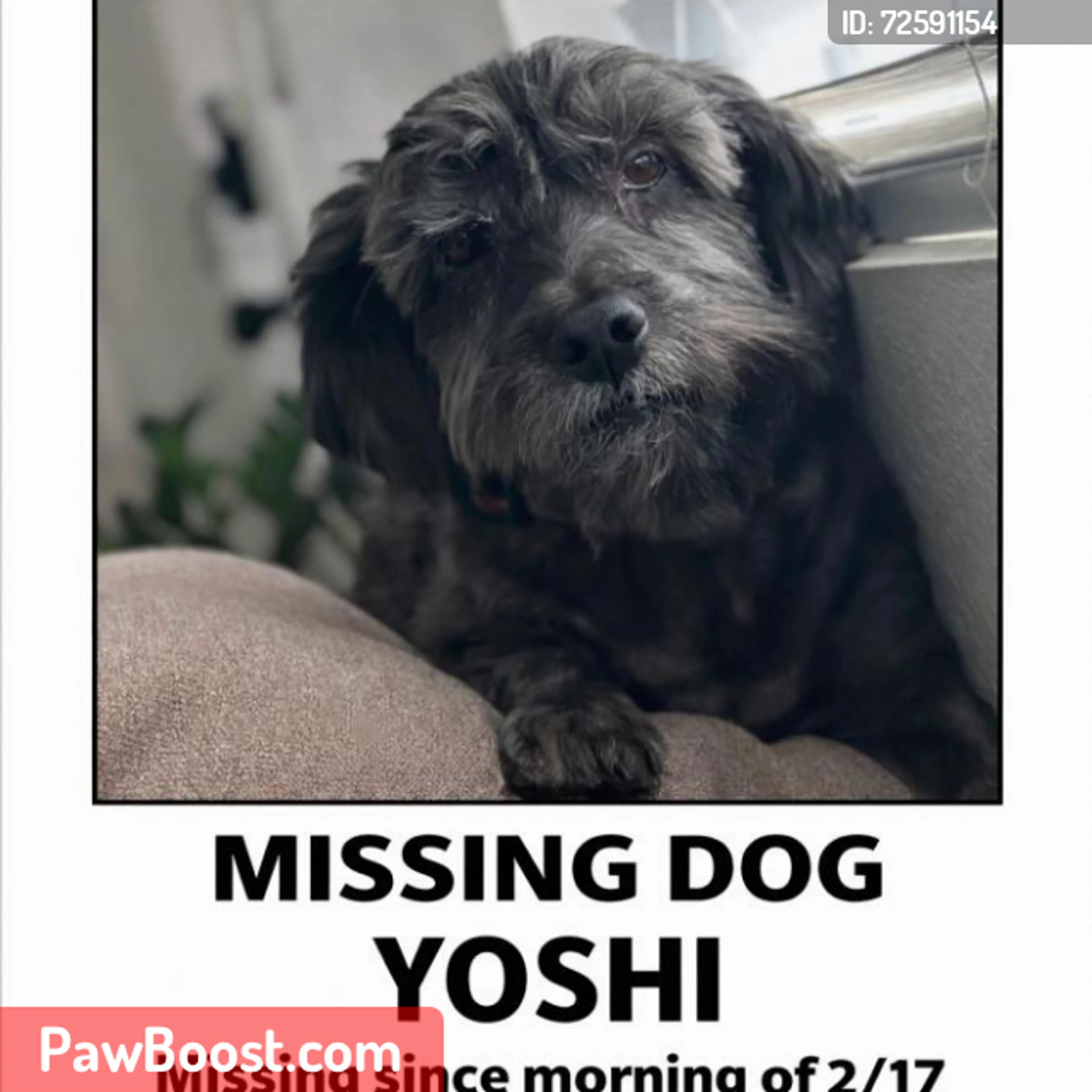 Lost pet