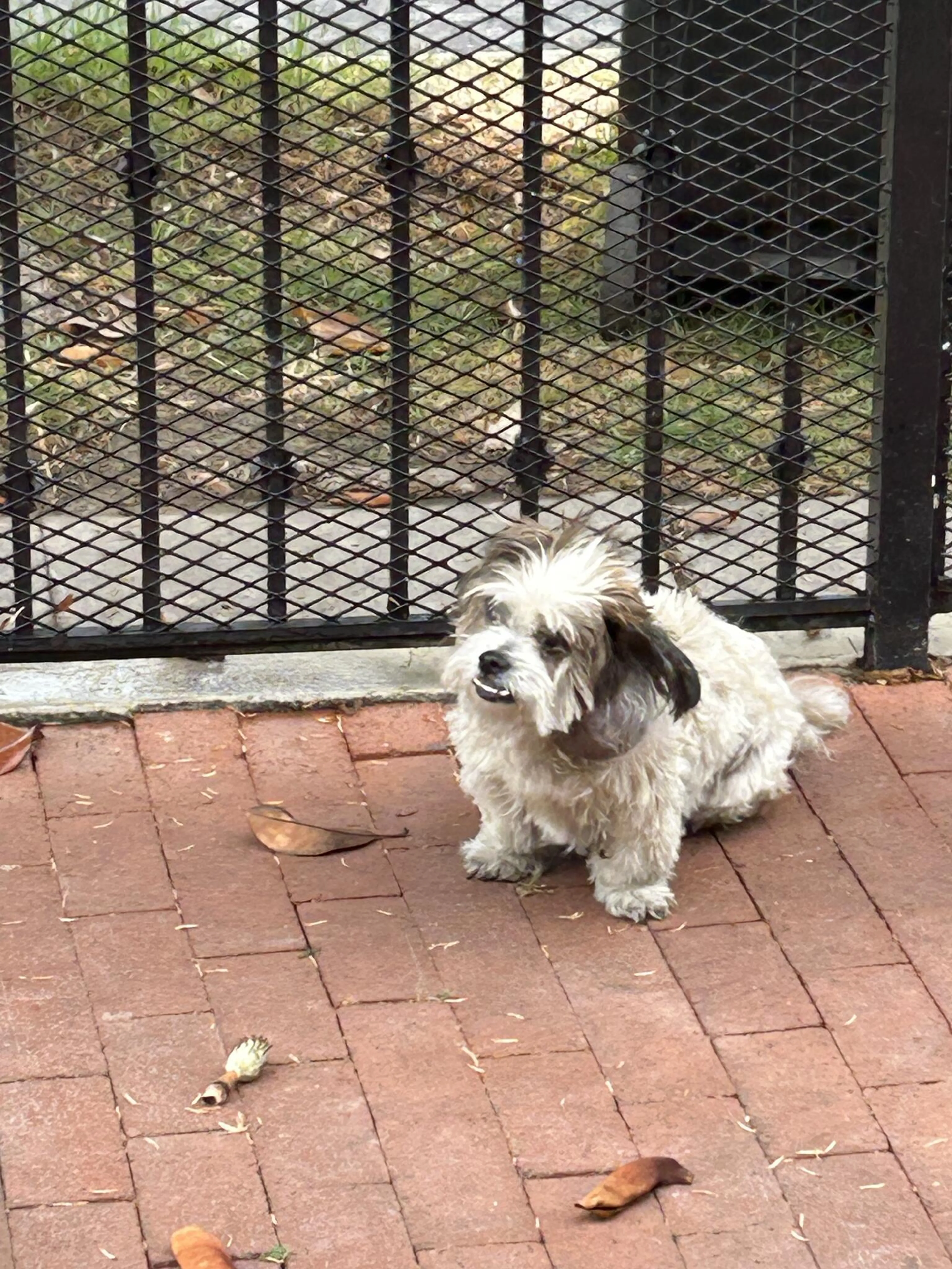Found pet