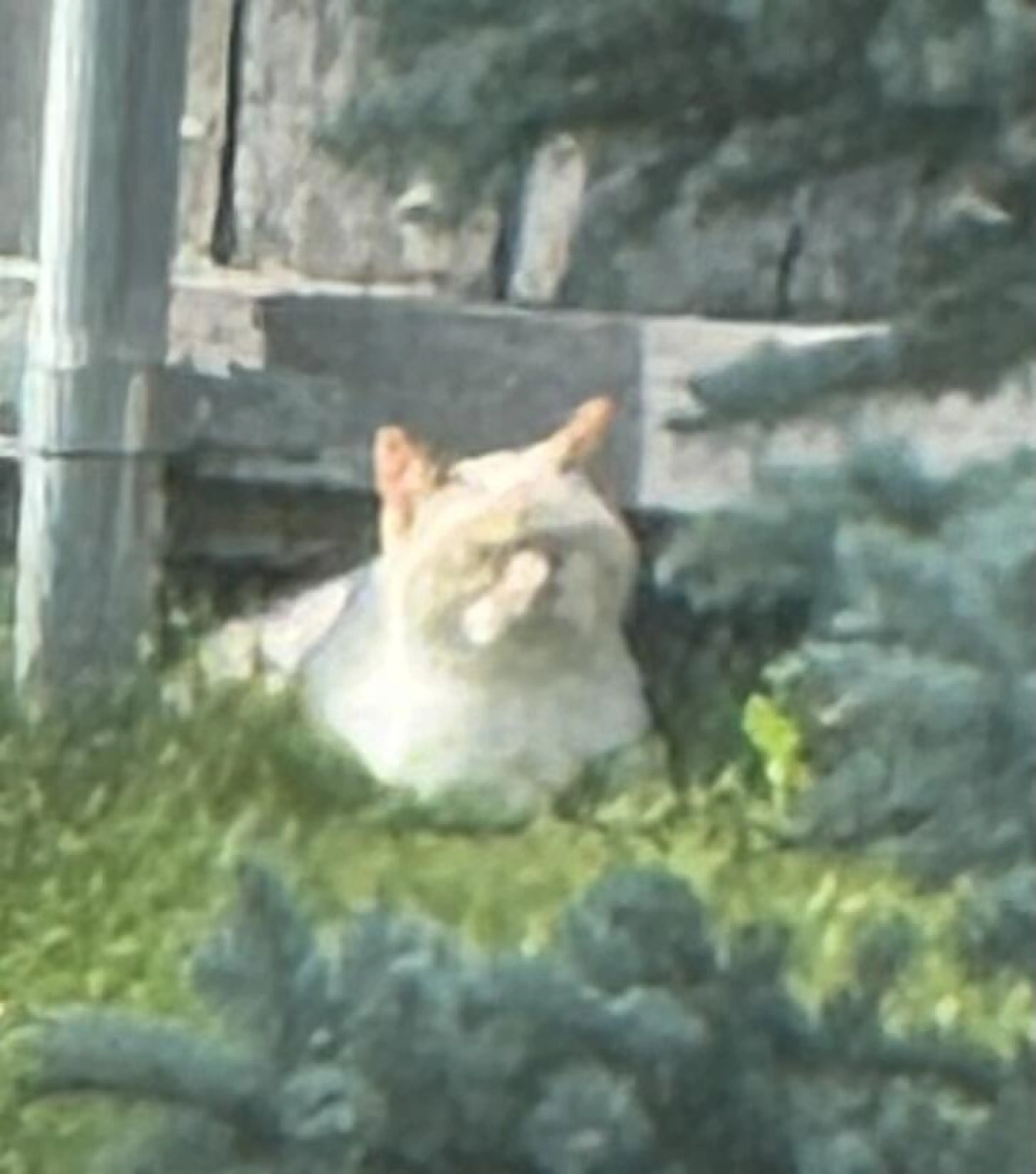 cdn image