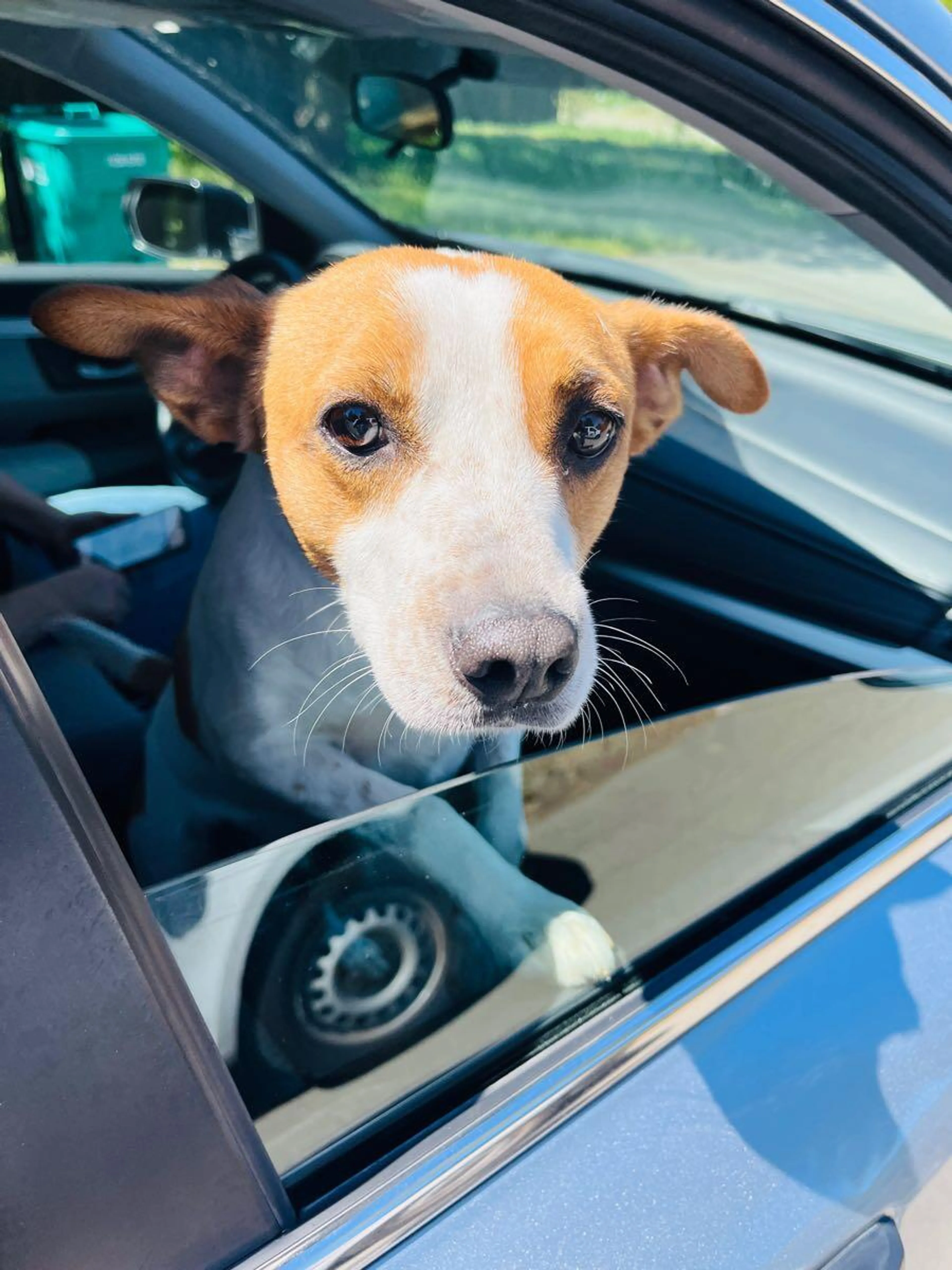 Found pet