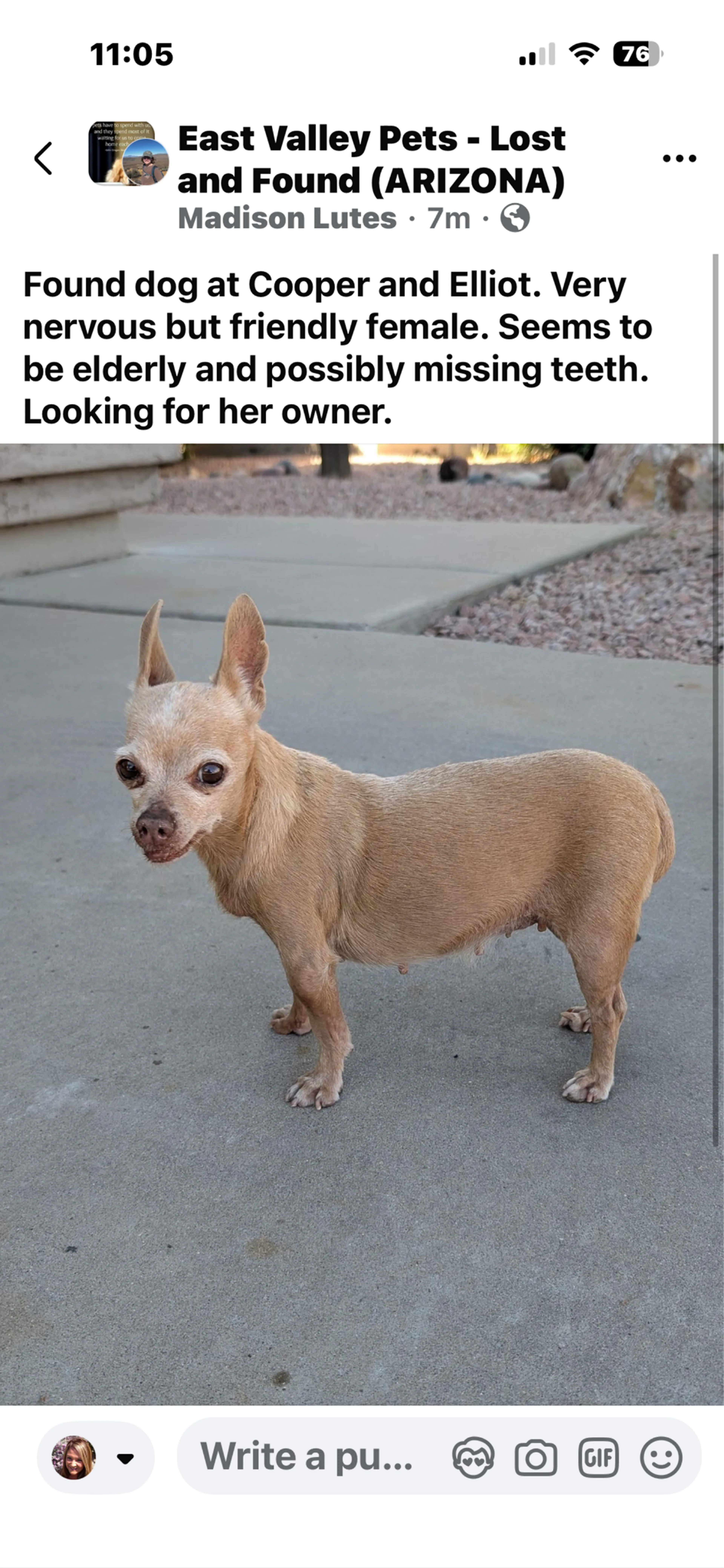 Found pet