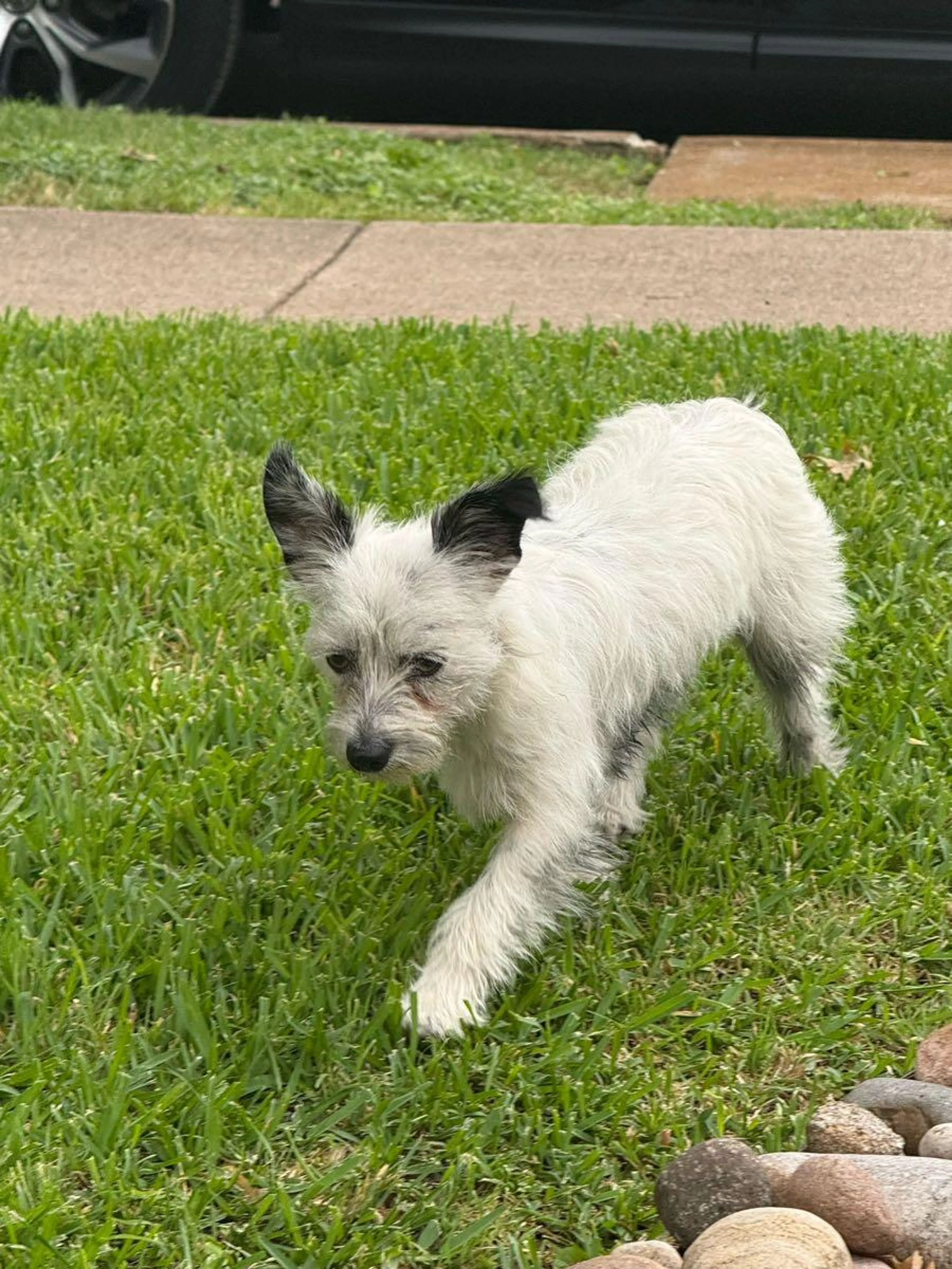 Found pet