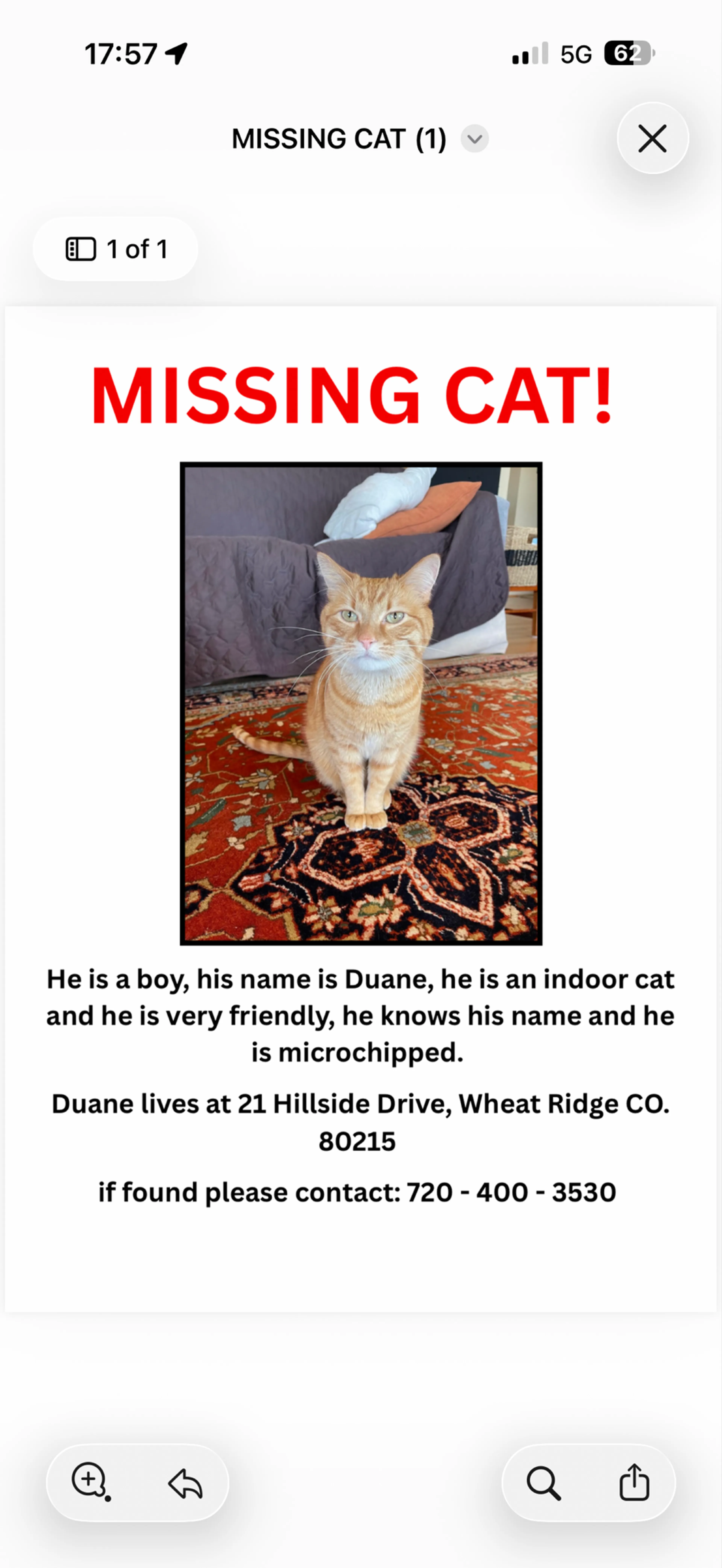 Lost pet