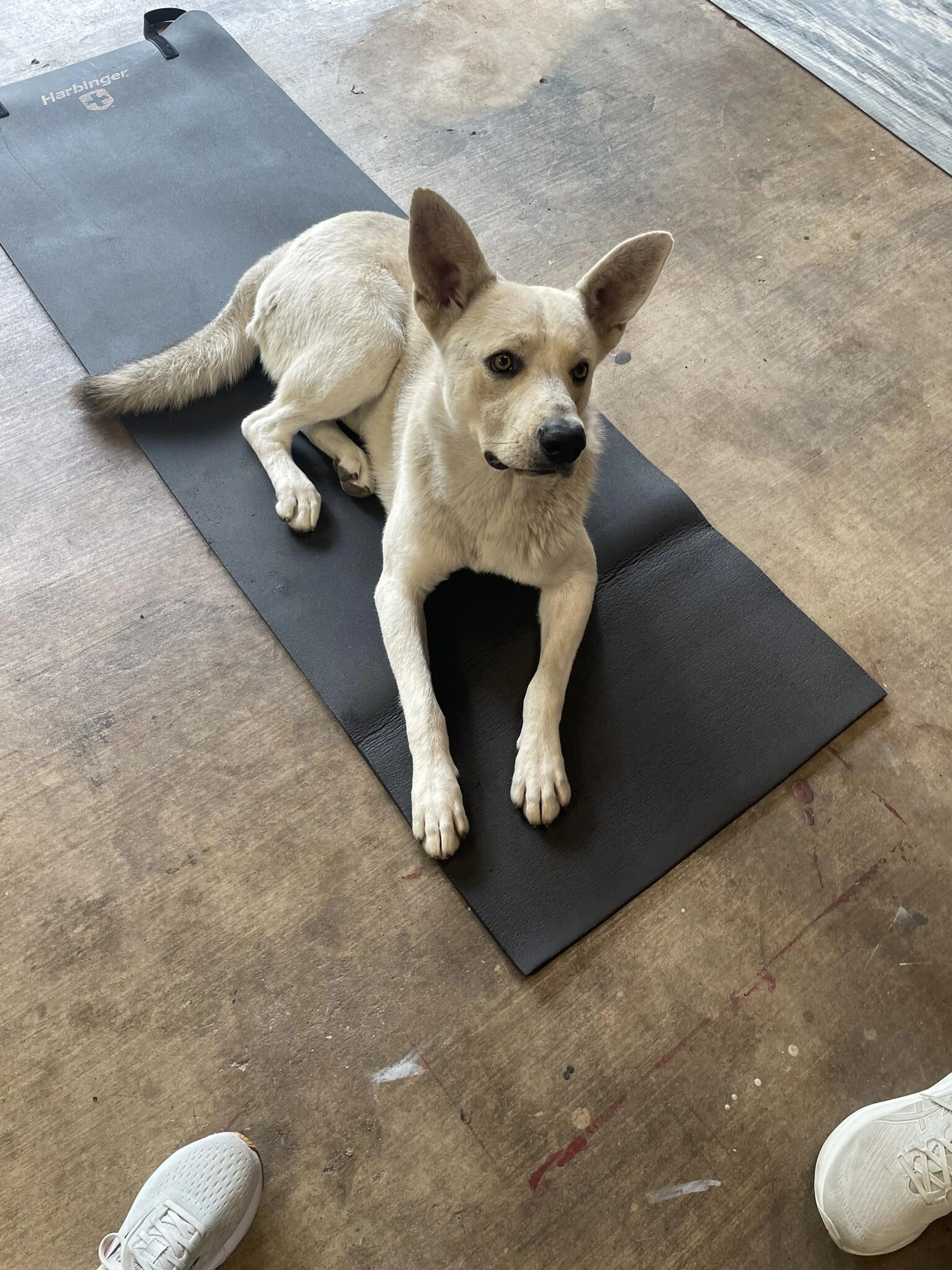 Found pet