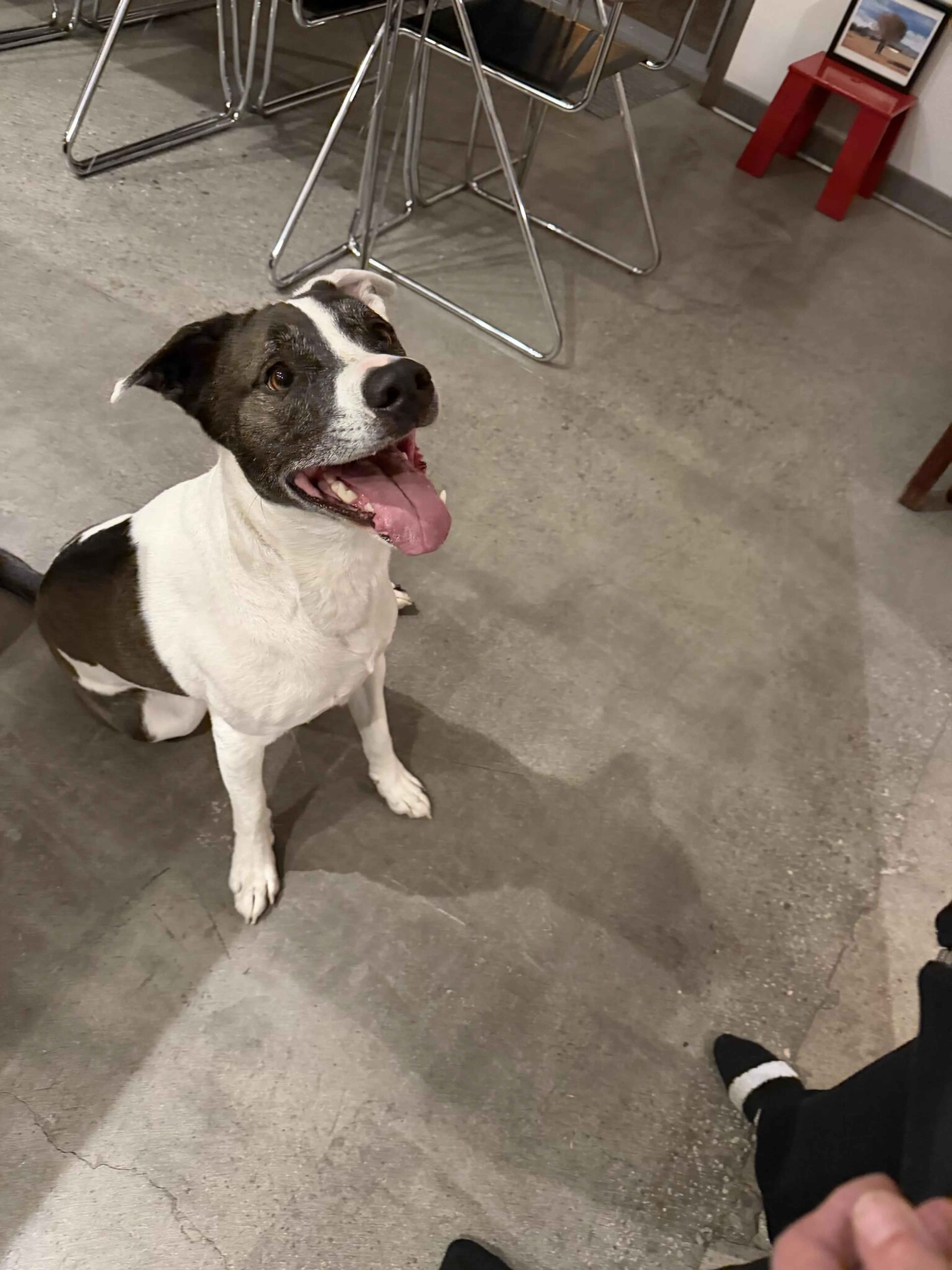 Found pet
