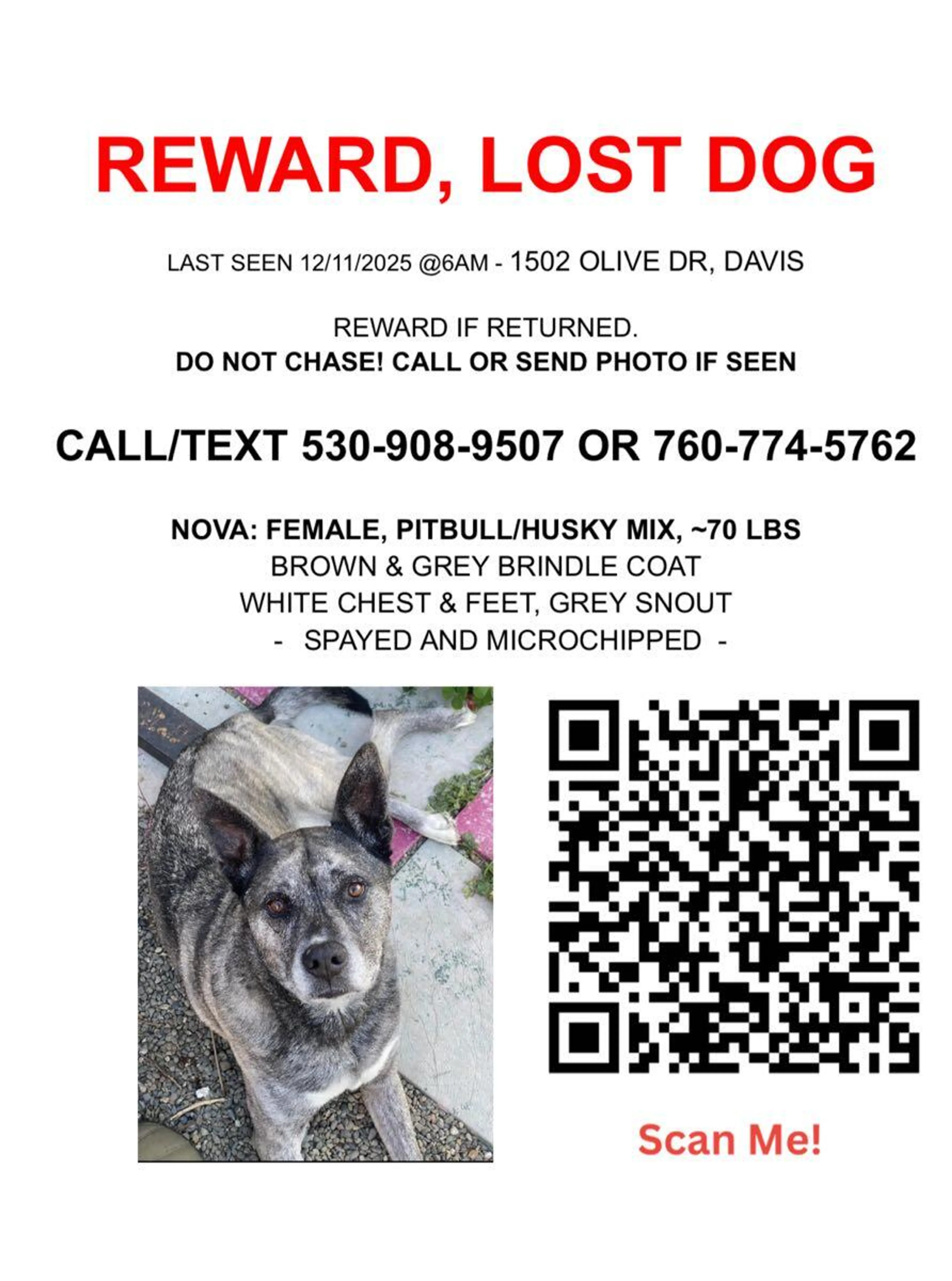 Lost pet