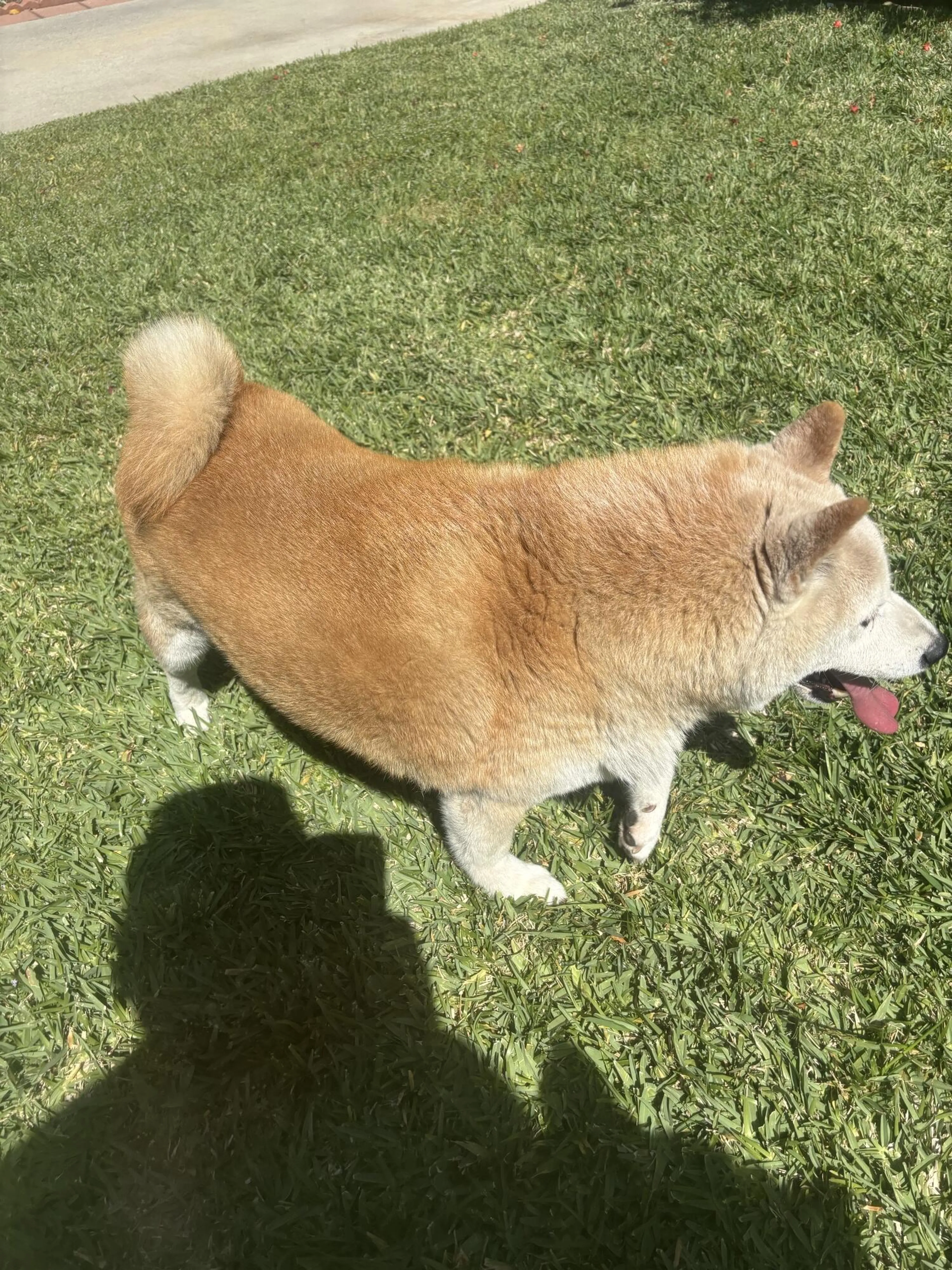 Found pet